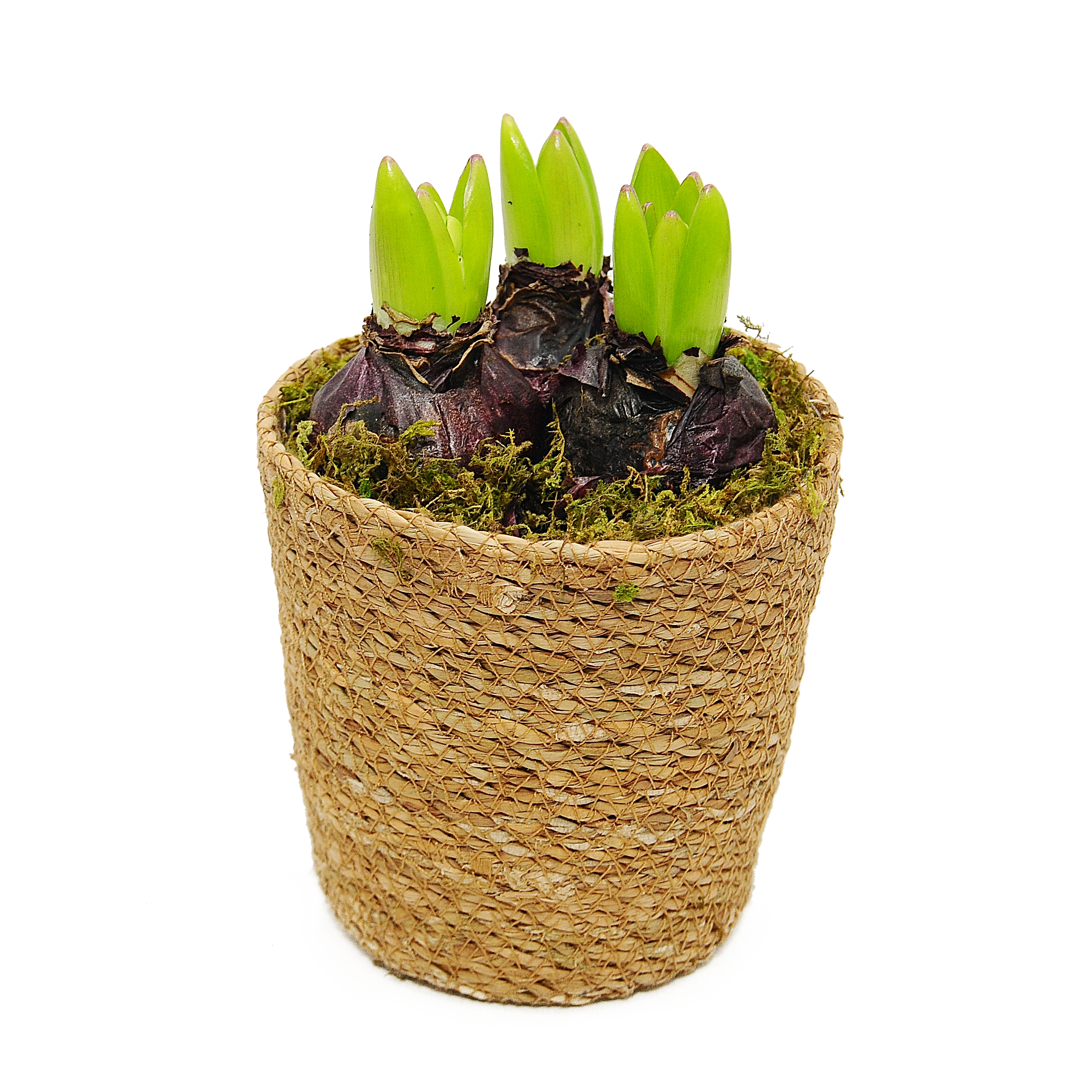 Hiacynt w koszu z trawy 15 cm