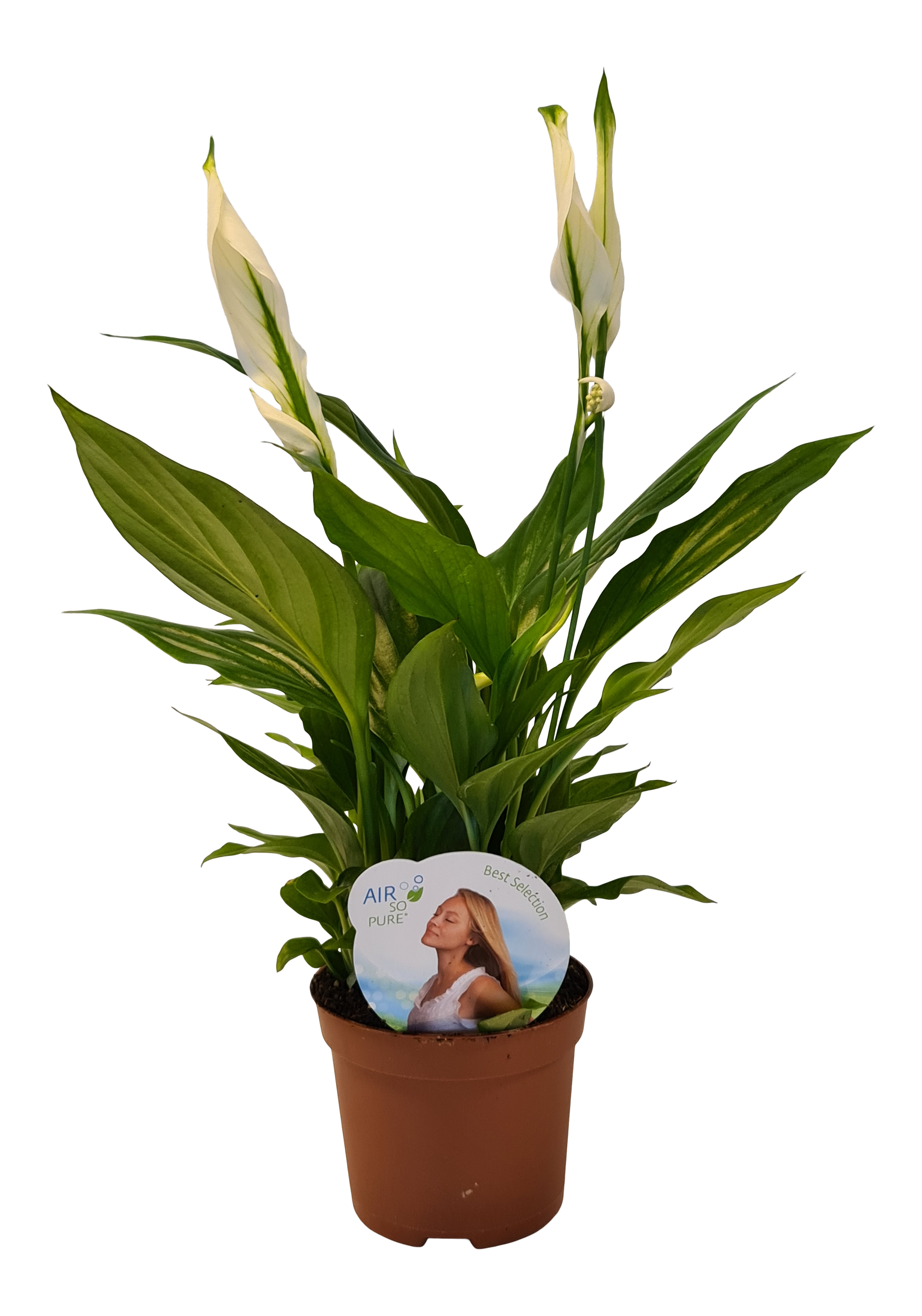 Skrzydłokwiat Spathiphyllum Pearl Cupido 35cm