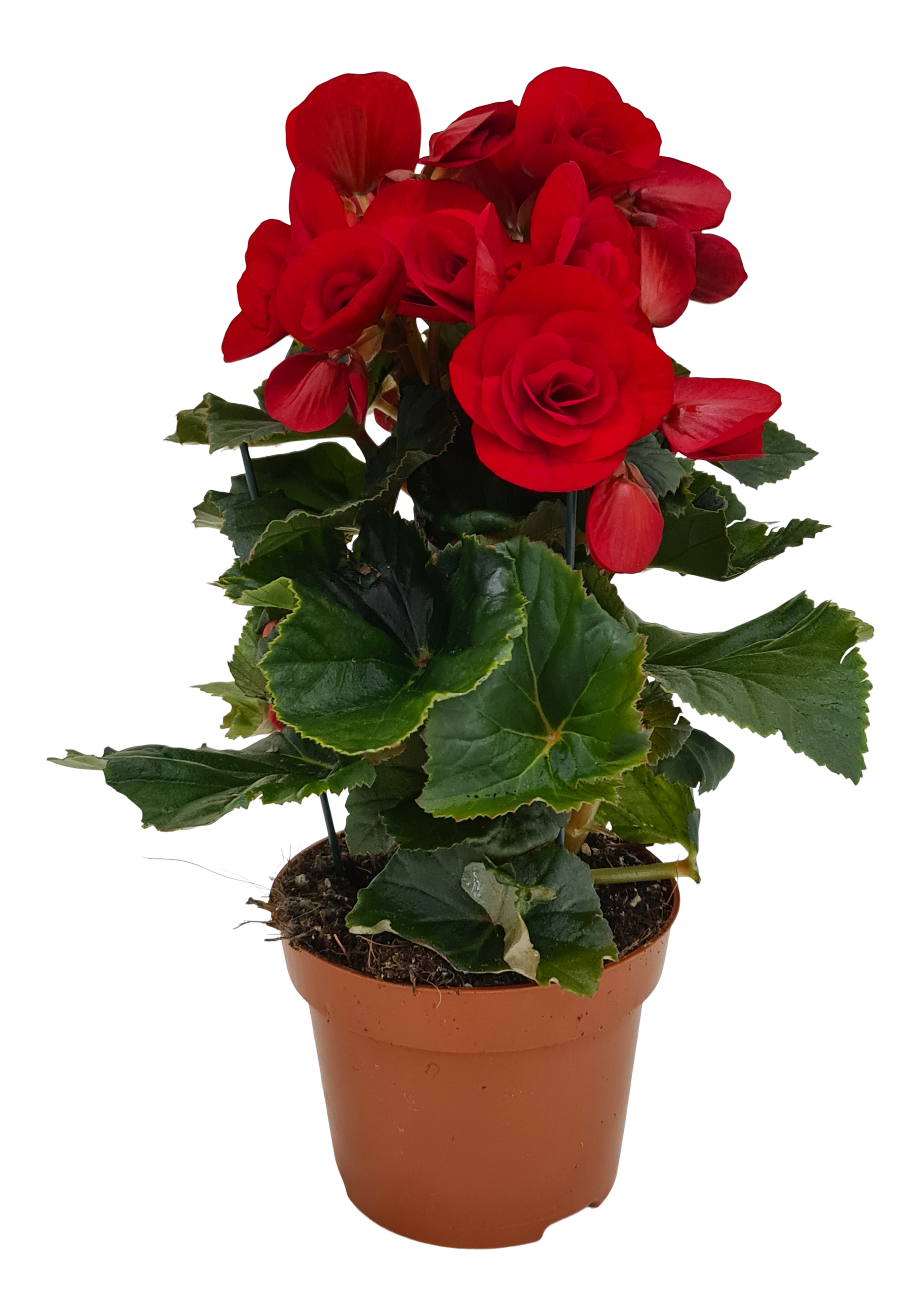 Begonia Baladin Red 30 cm