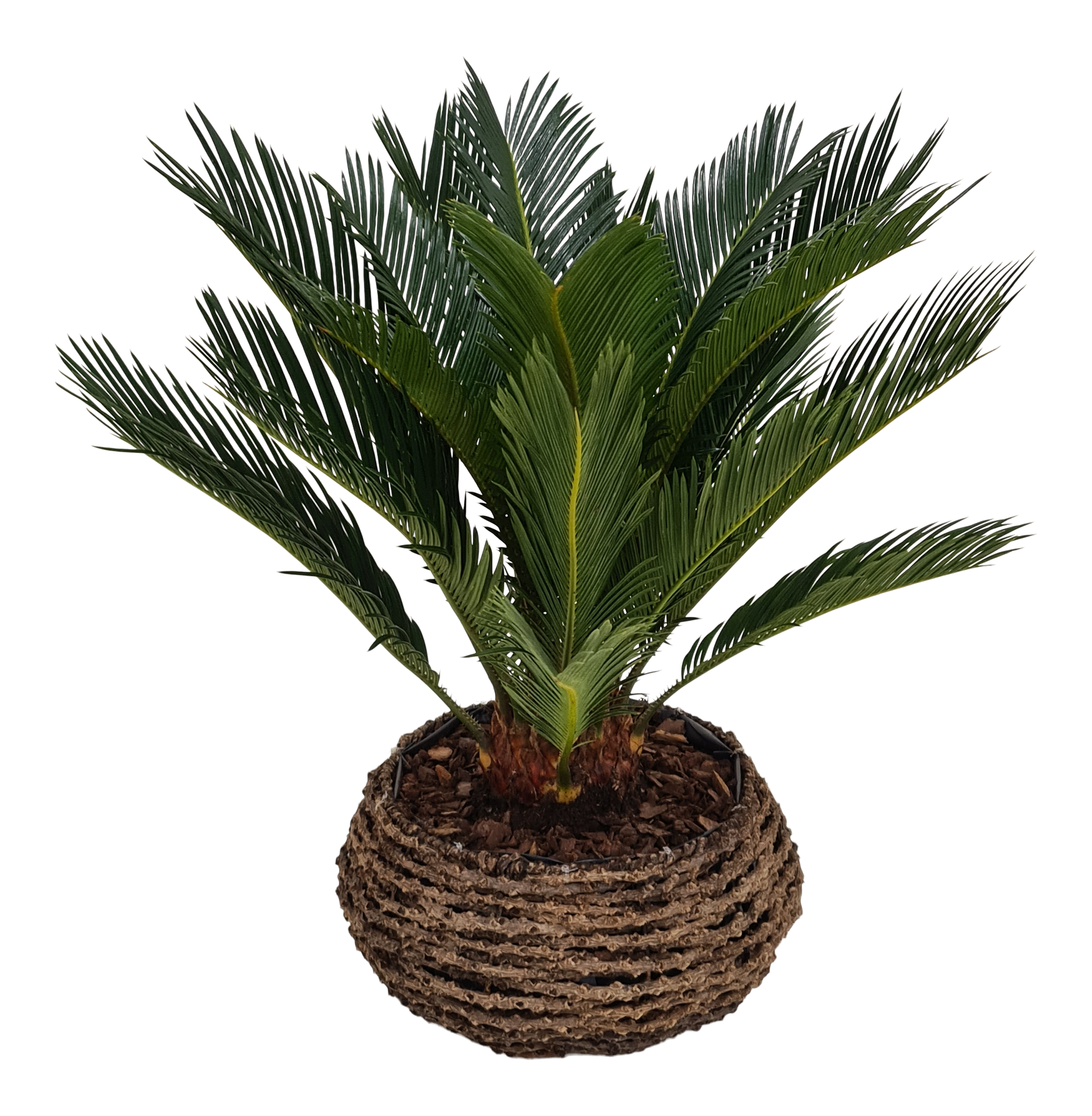 Sagowiec Cycas 55 cm