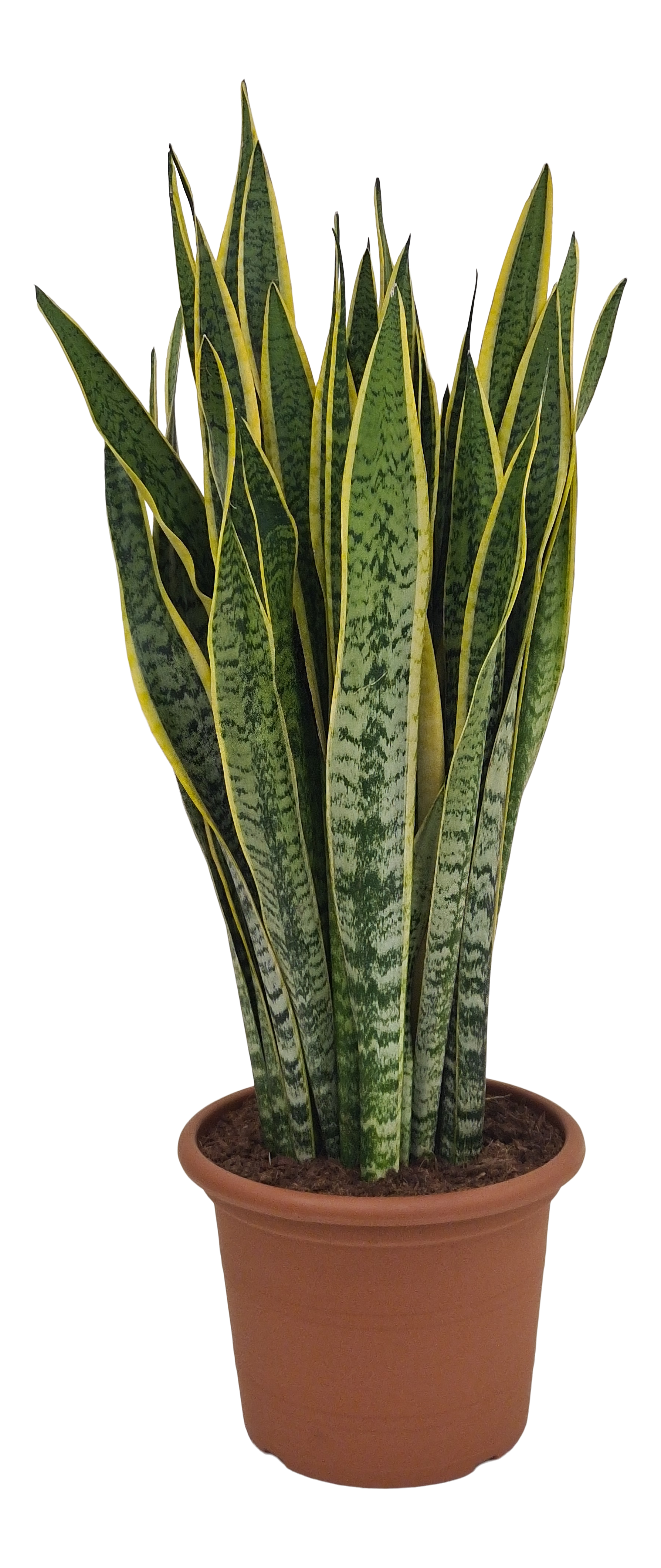 Sansewieria Laurentii 110 cm