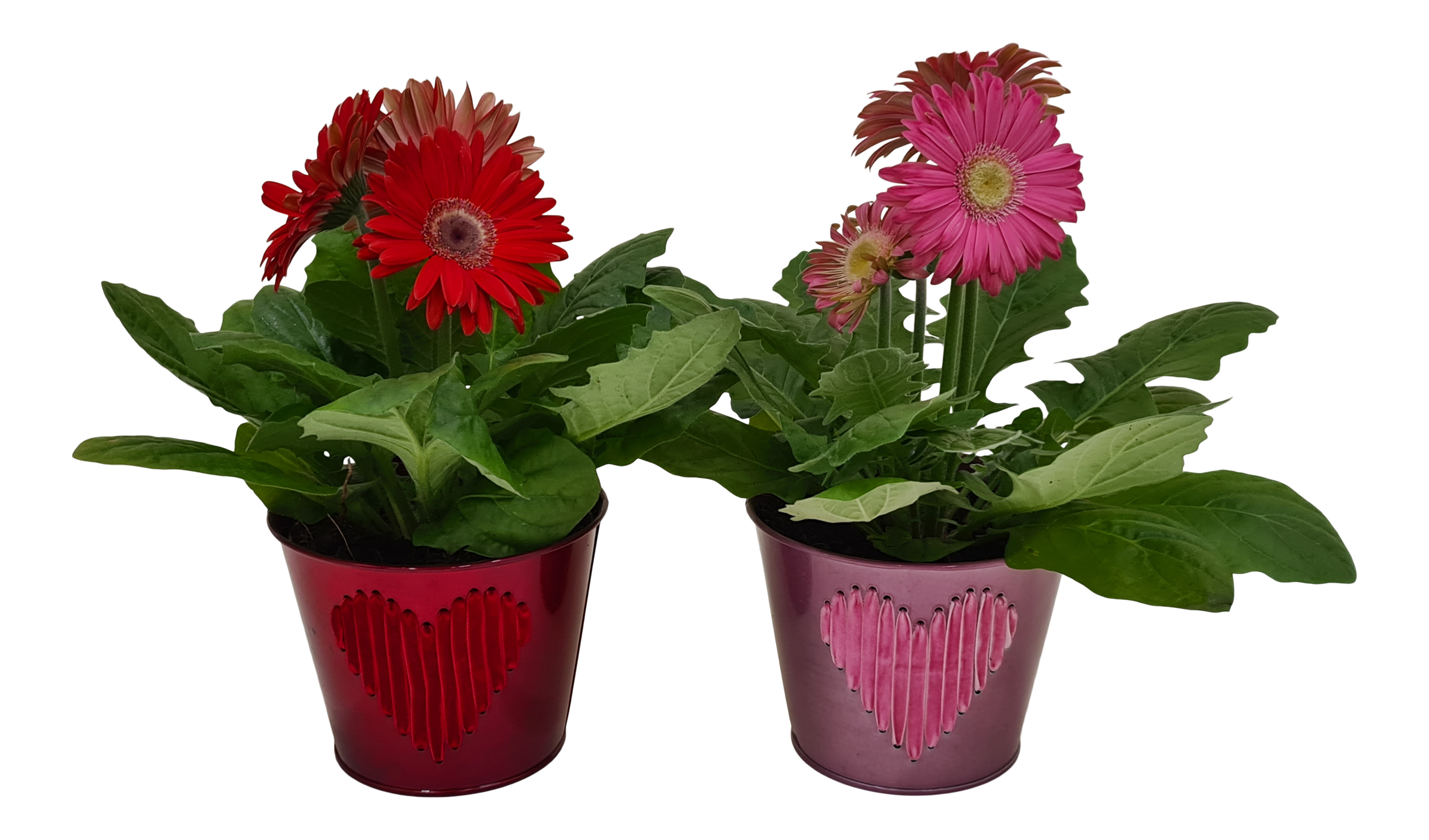 Gerbera serce mix 25 cm