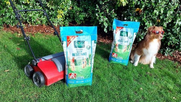 Gazon chouchouté pour du vert toute l'année