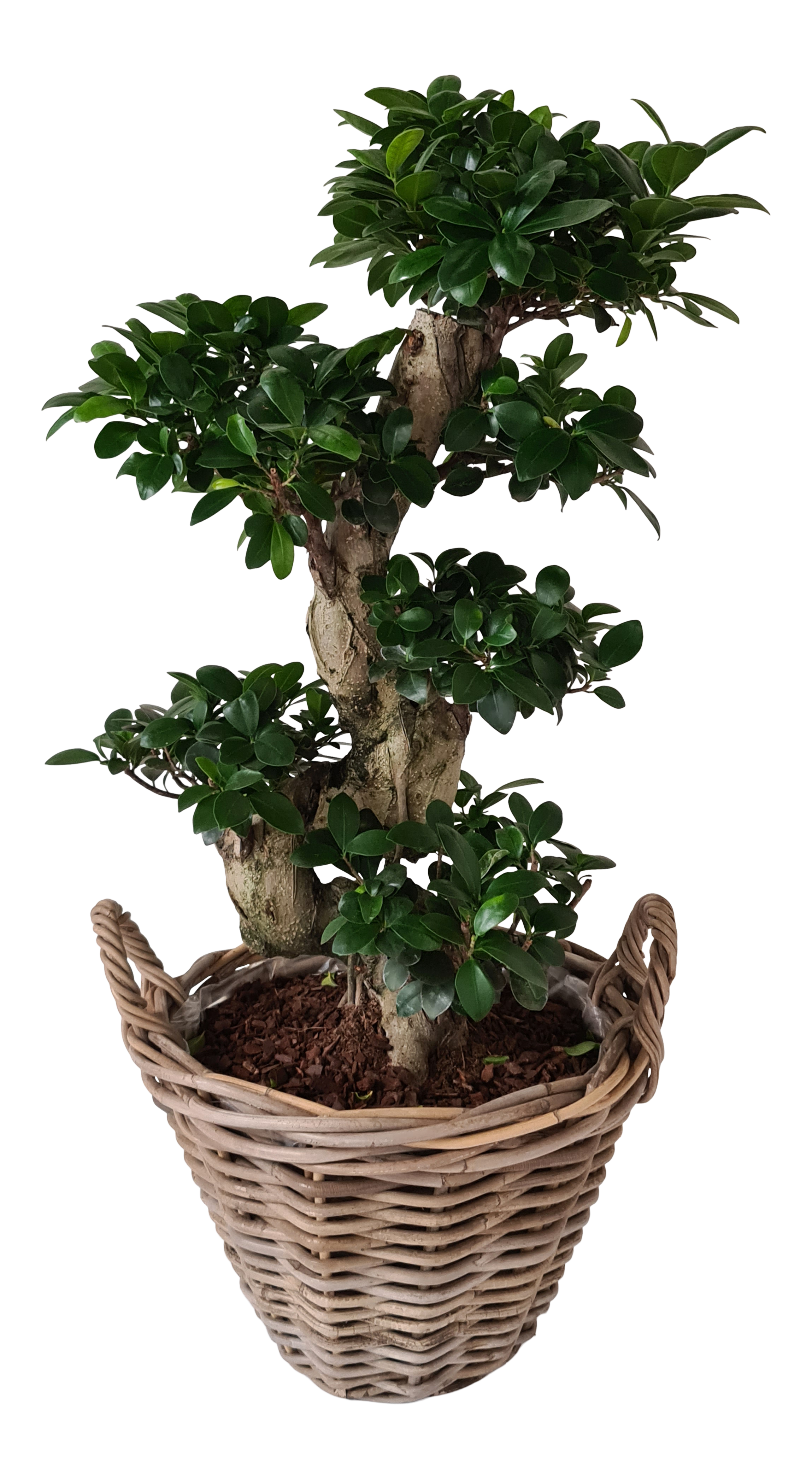 Bonsai Ficus Ginseng 80 cm