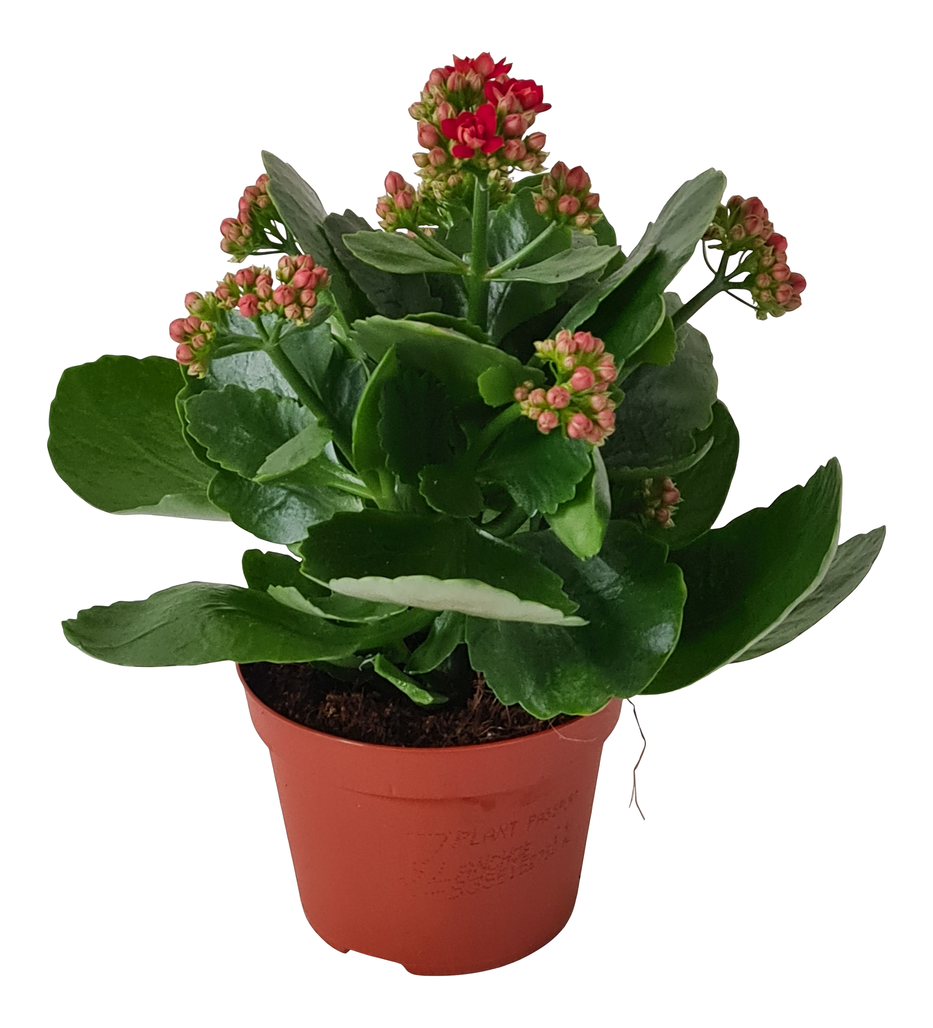 Żyworódka Kalanchoe Gev Red 22 cm