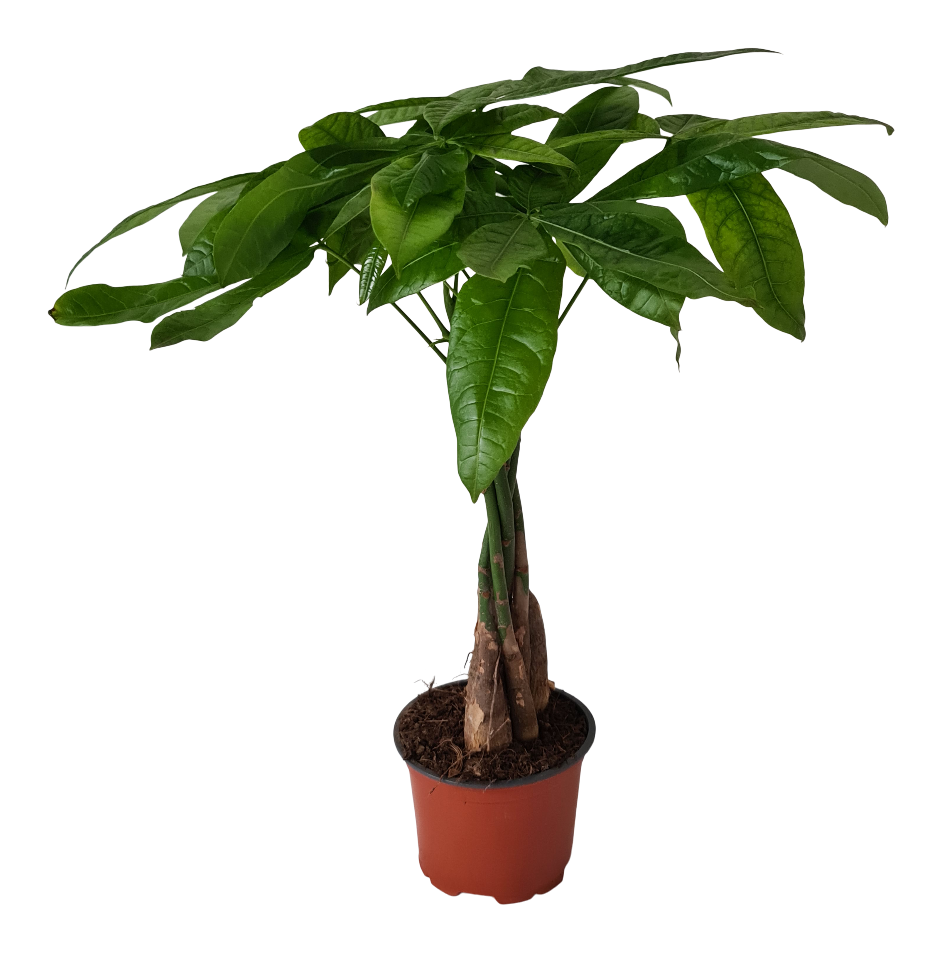 Pachira aquatica Pachira wodna 45 cm