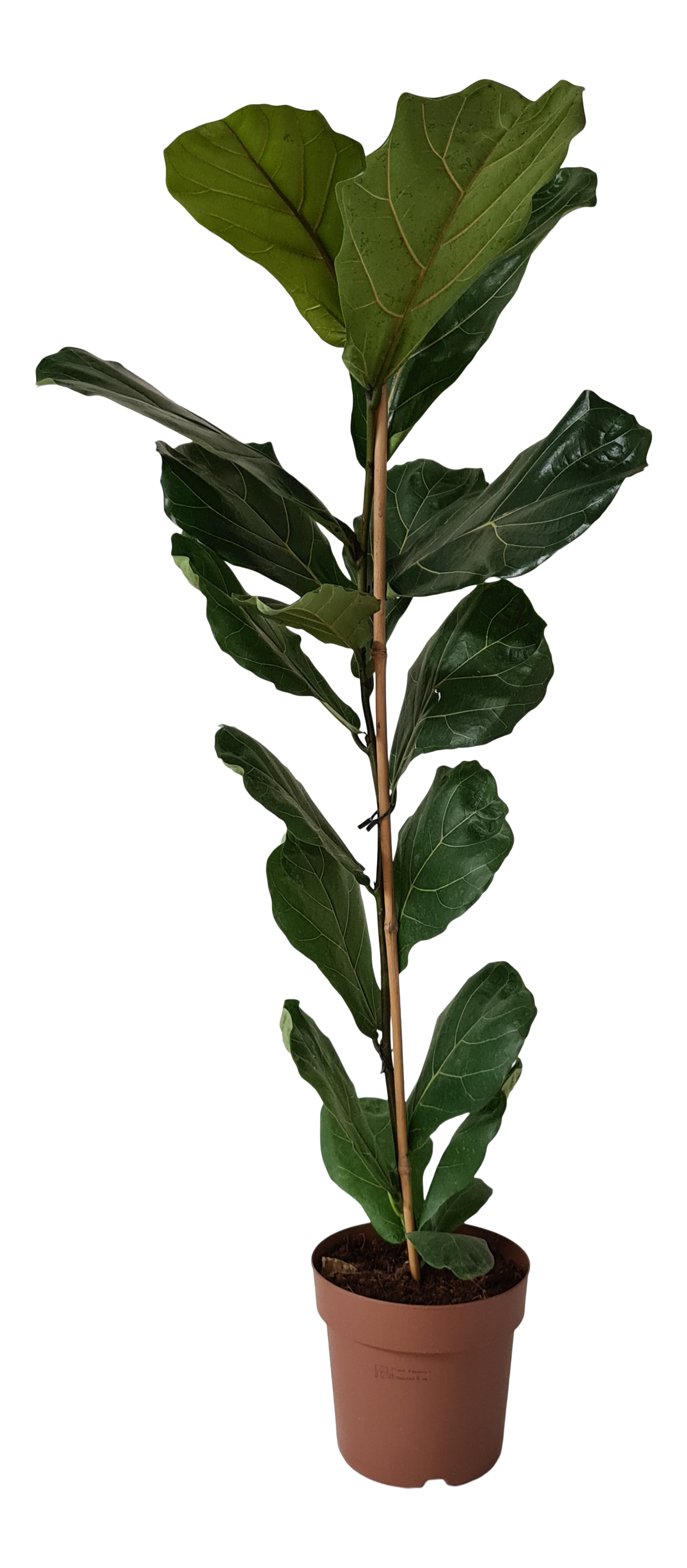 Fikus Lyrata 100 cm