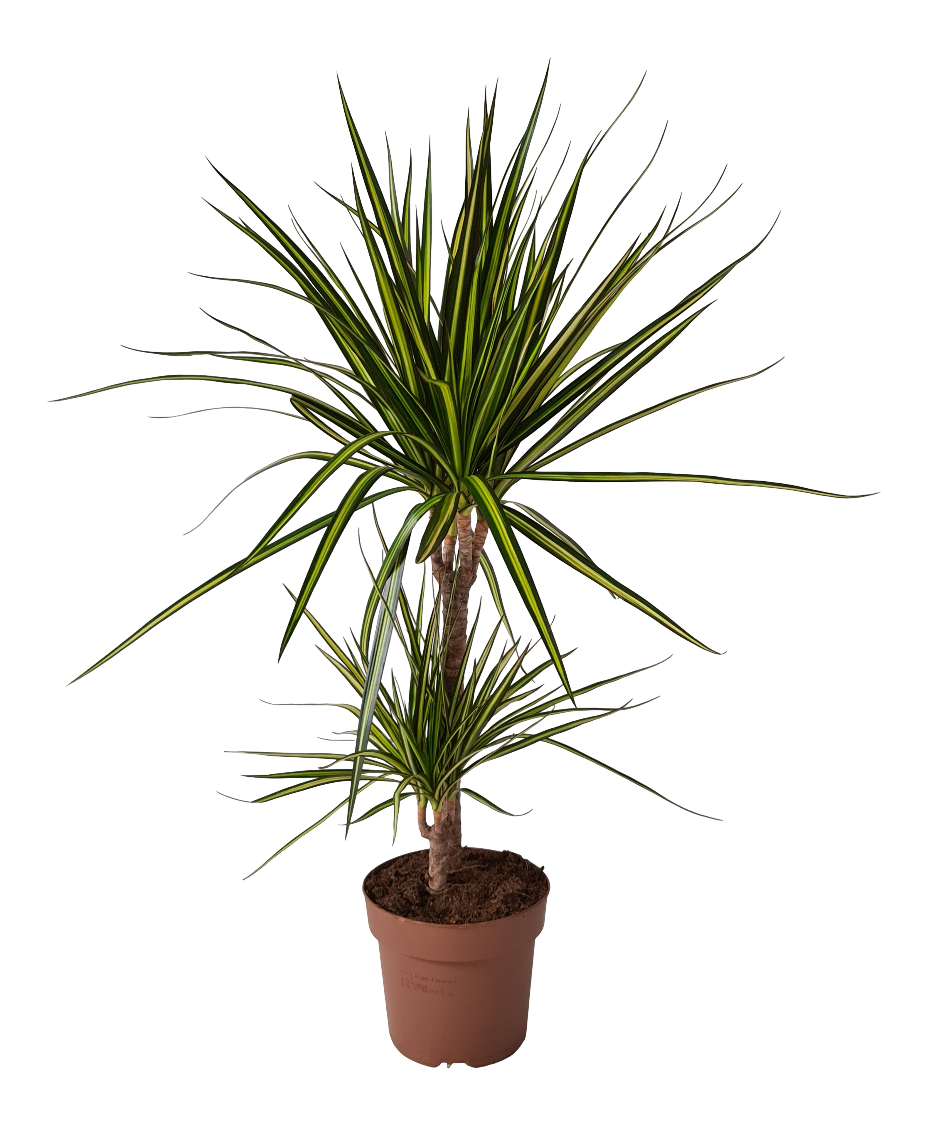 Dracena obrzeżona 80 cm