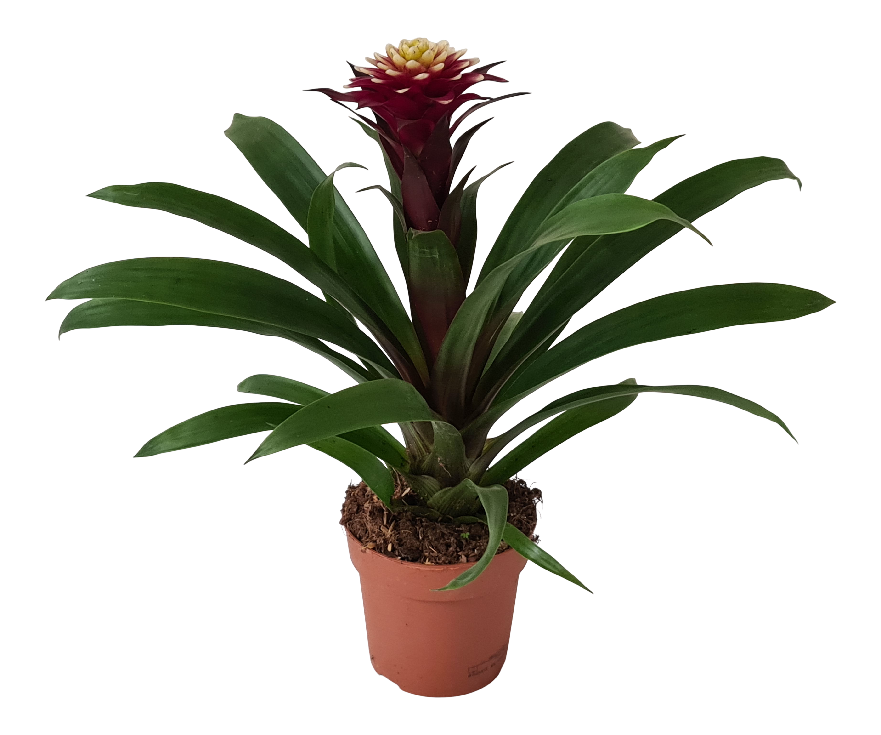 Guzmania, bromelia, vriesea - rośliny kwitnące domowe
