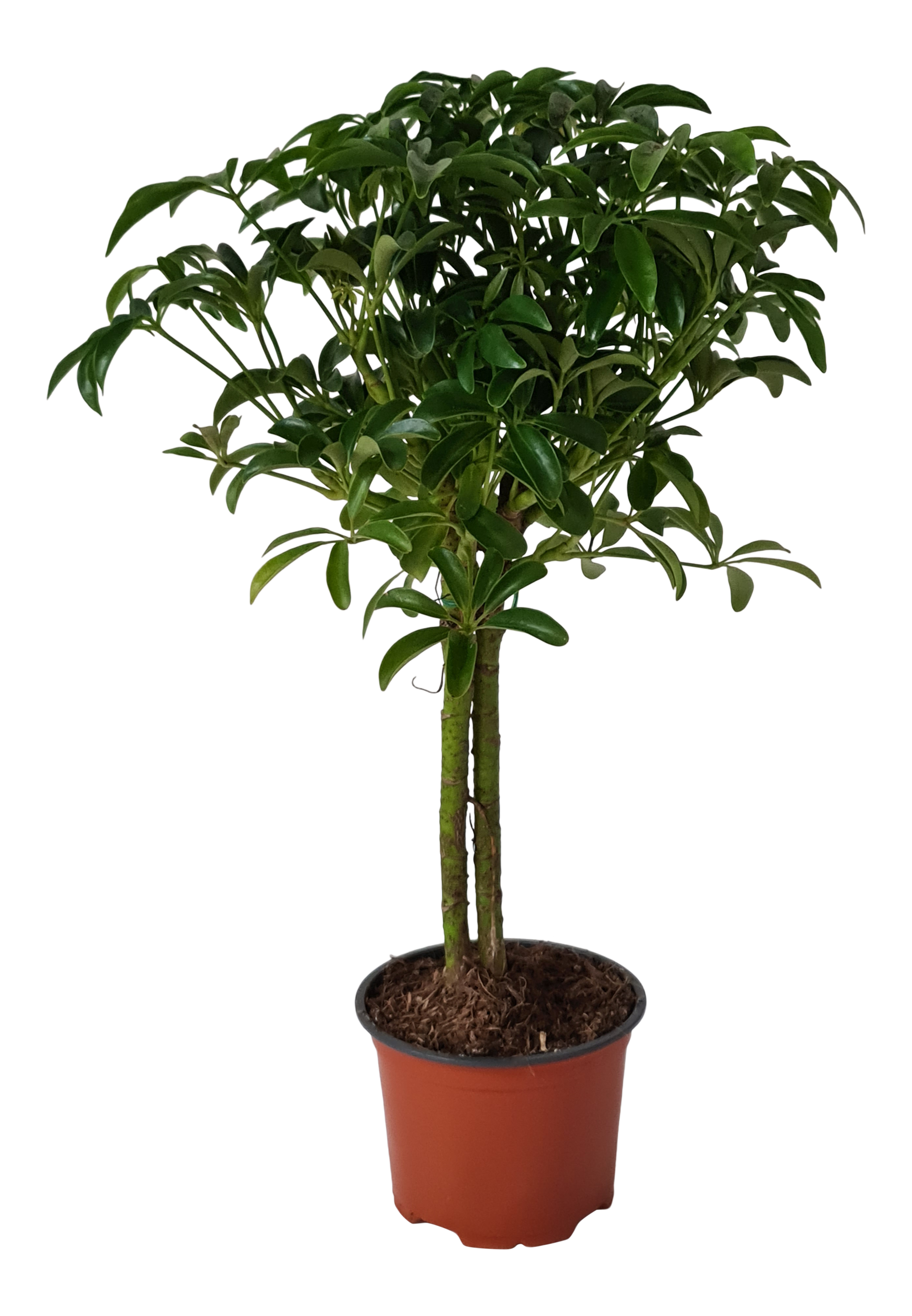 Szeflera drzewkowata Luseana 40 cm