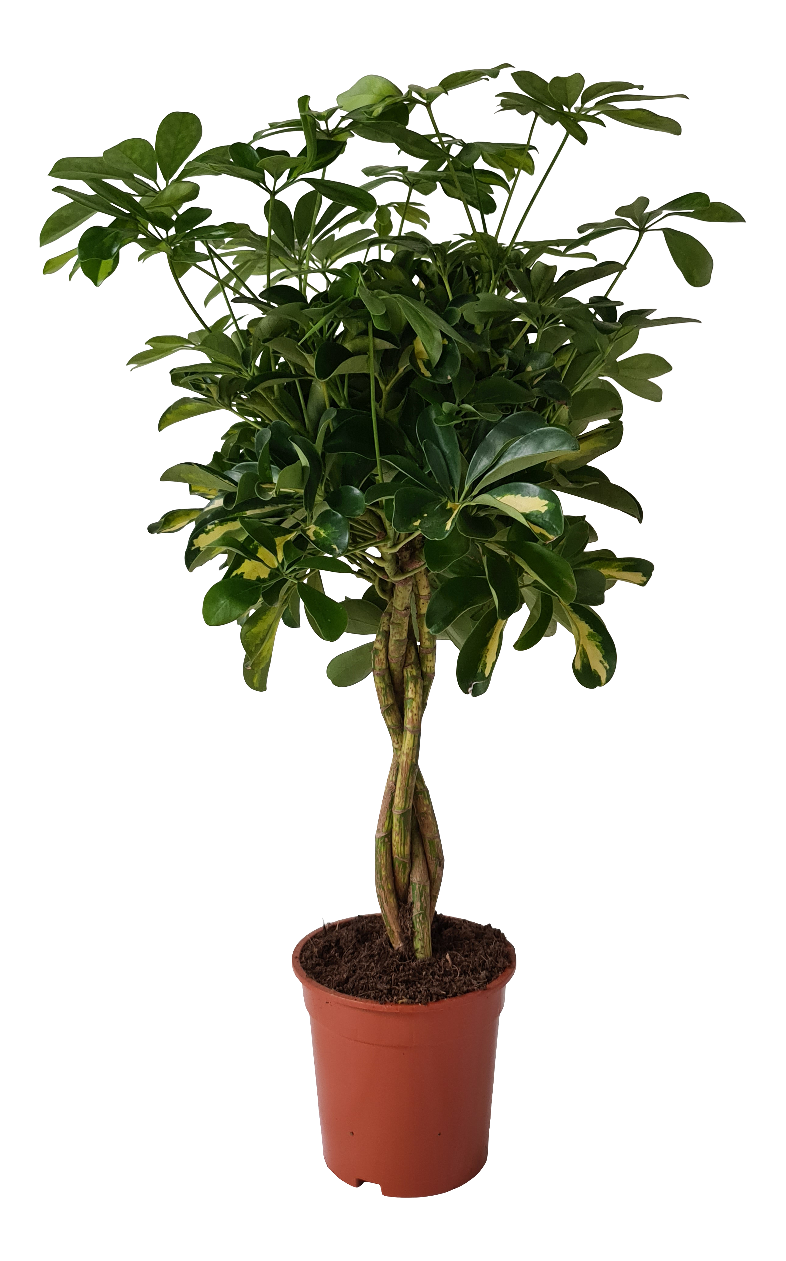 Szeflera drzewkowata Arboric Gold 75 cm