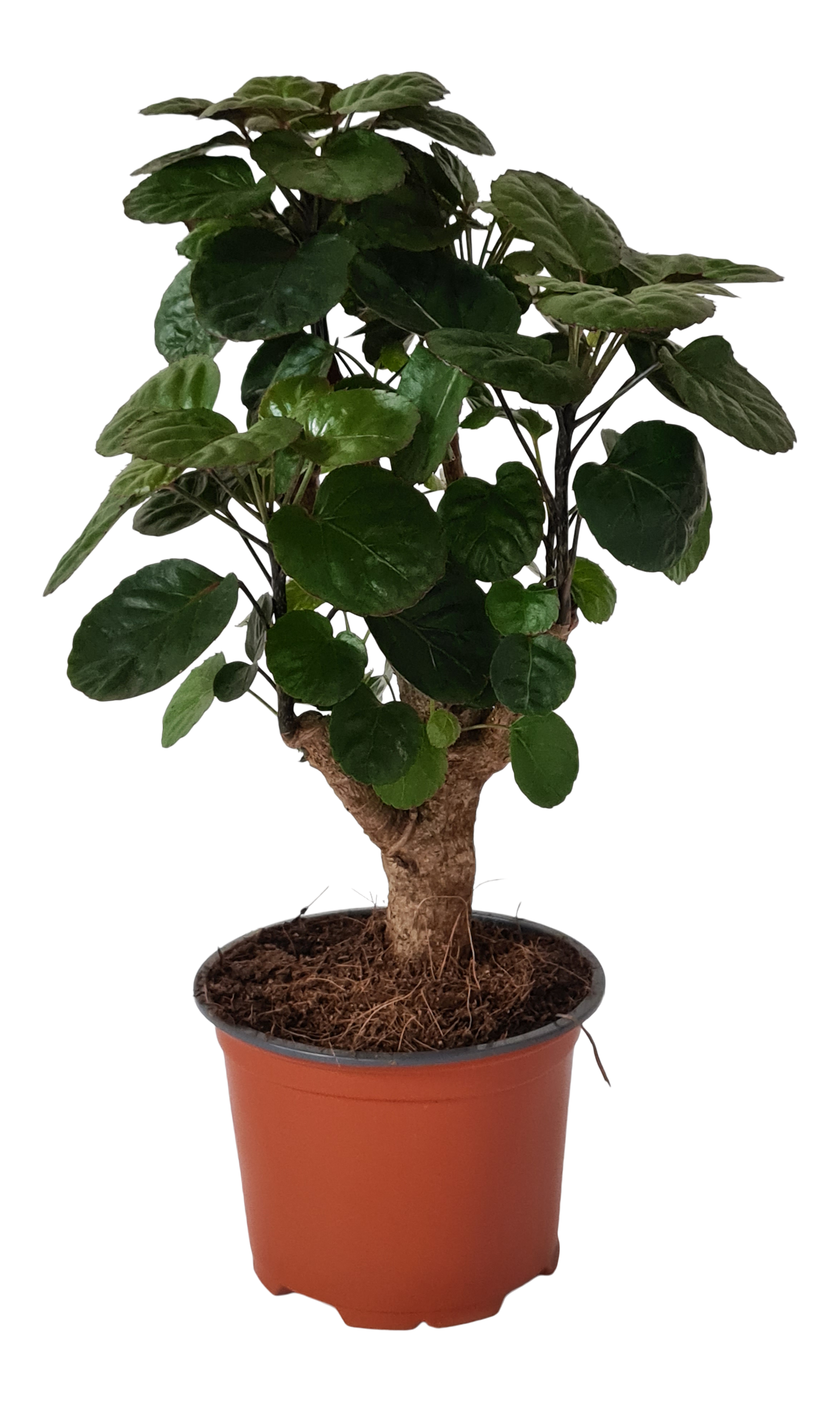 Polyscias Fabian 40 cm