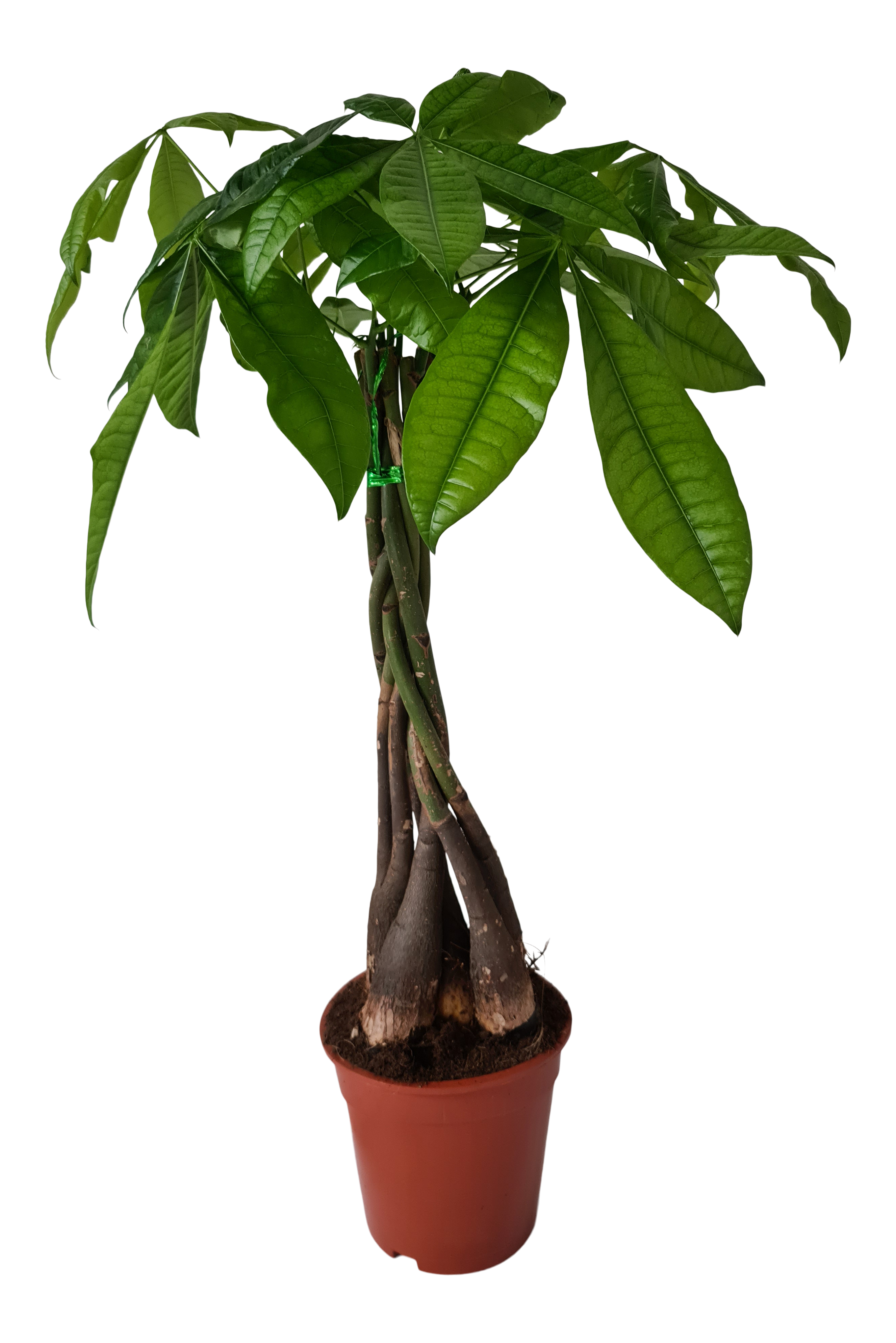 Pachira aquatica Pachira wodna 80 cm