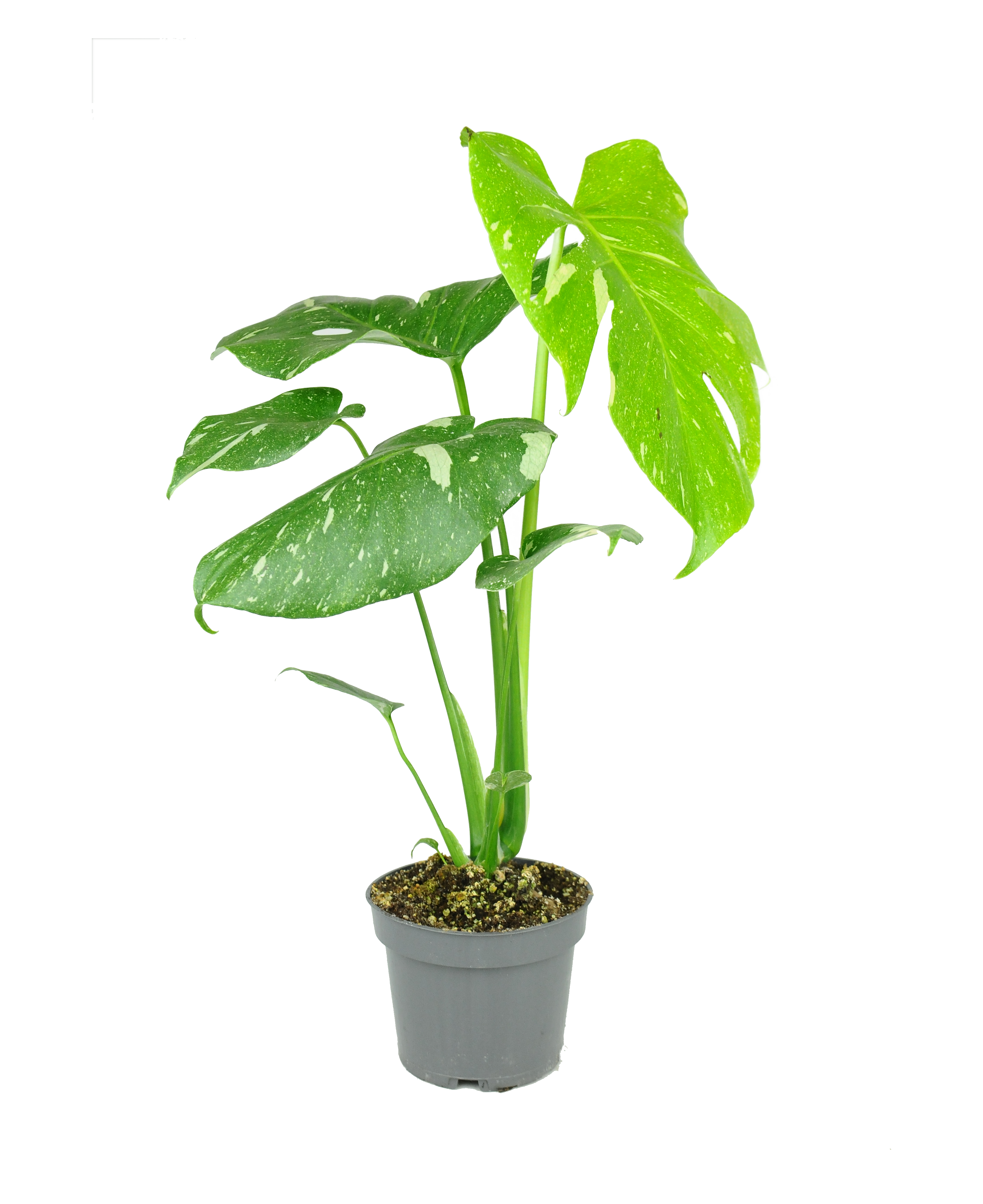 Monstera Thai Constellation 25 cm