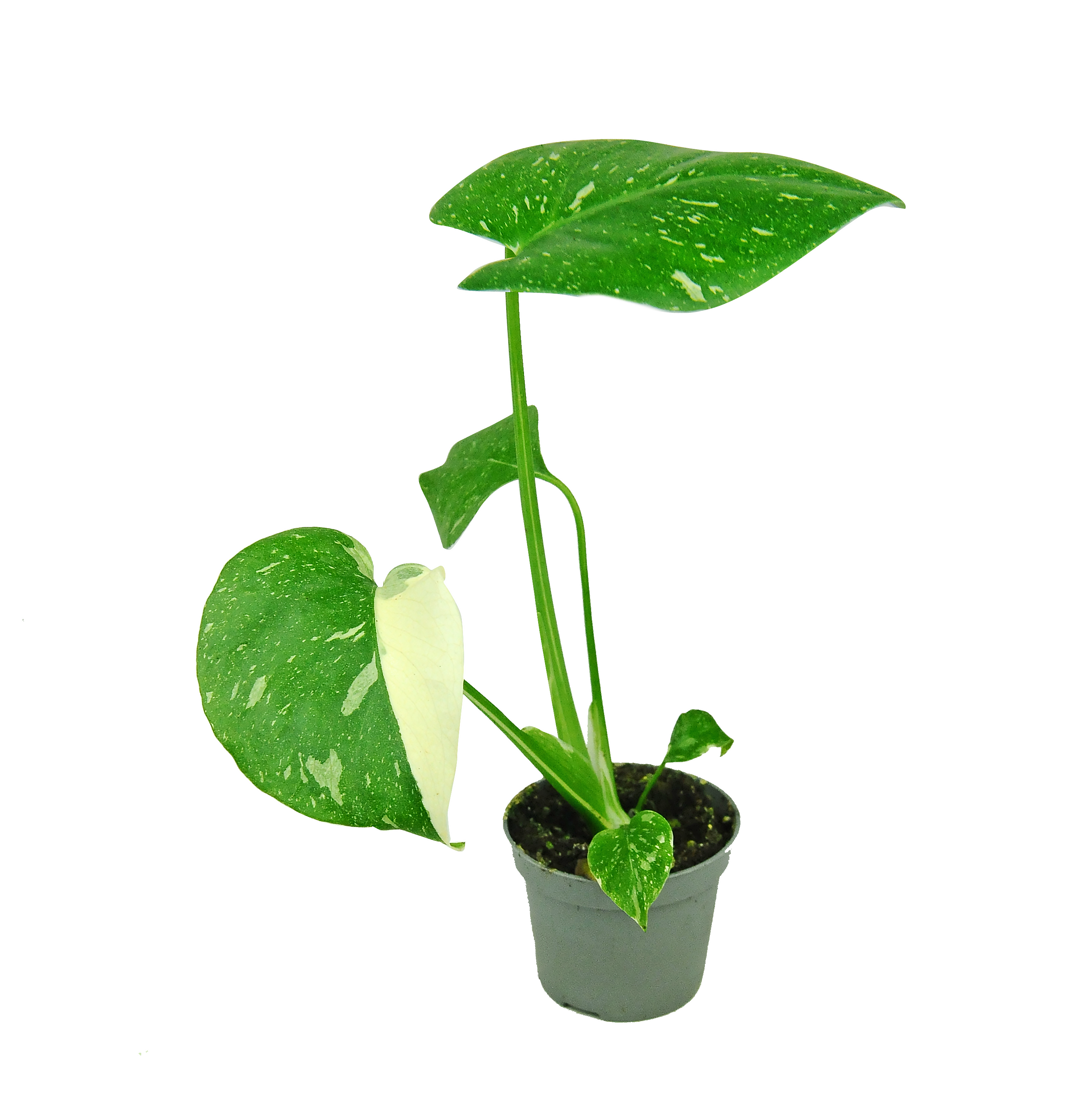 Monstera Thai Constellation 15 cm