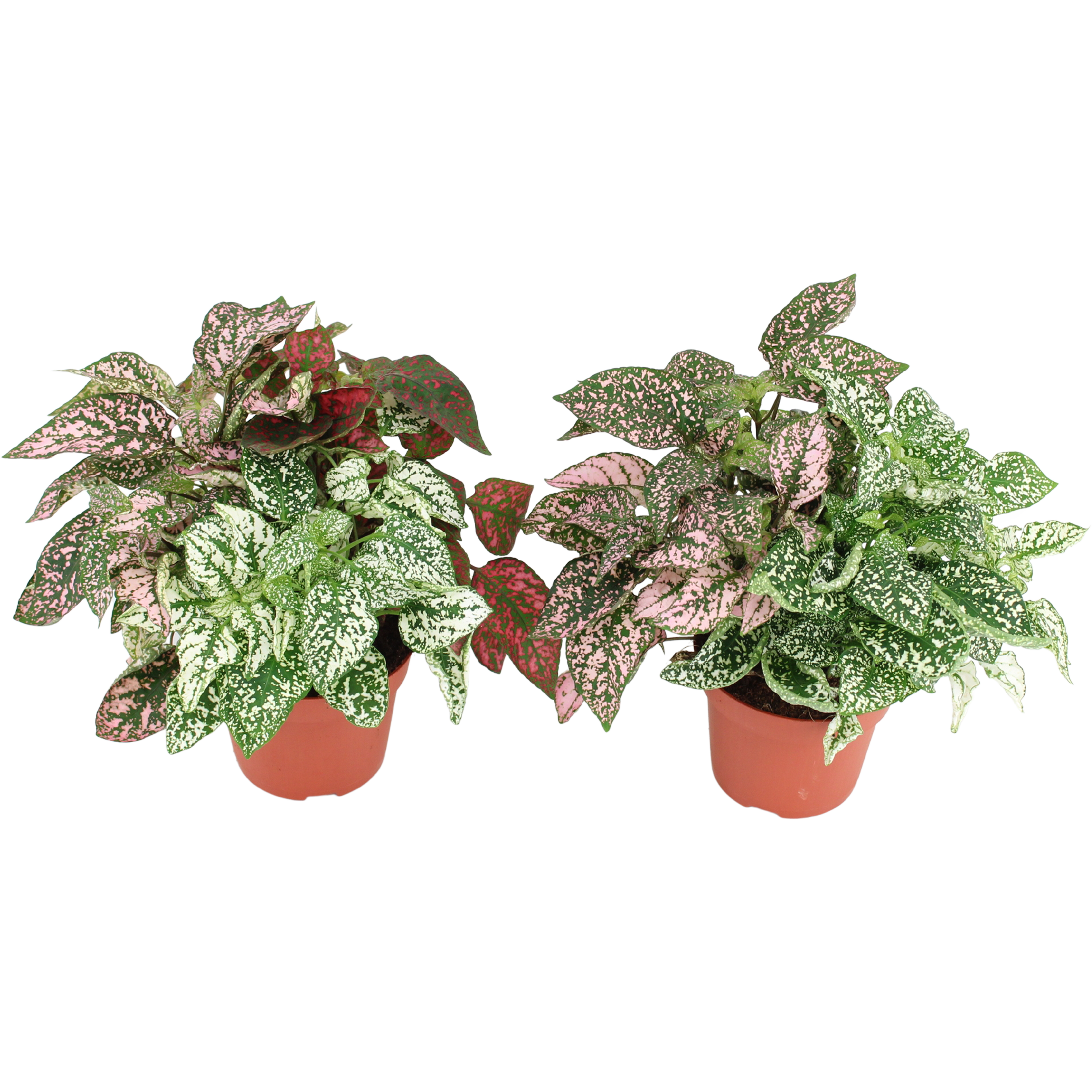 Niedośpian Hypoestes 12-15 cm