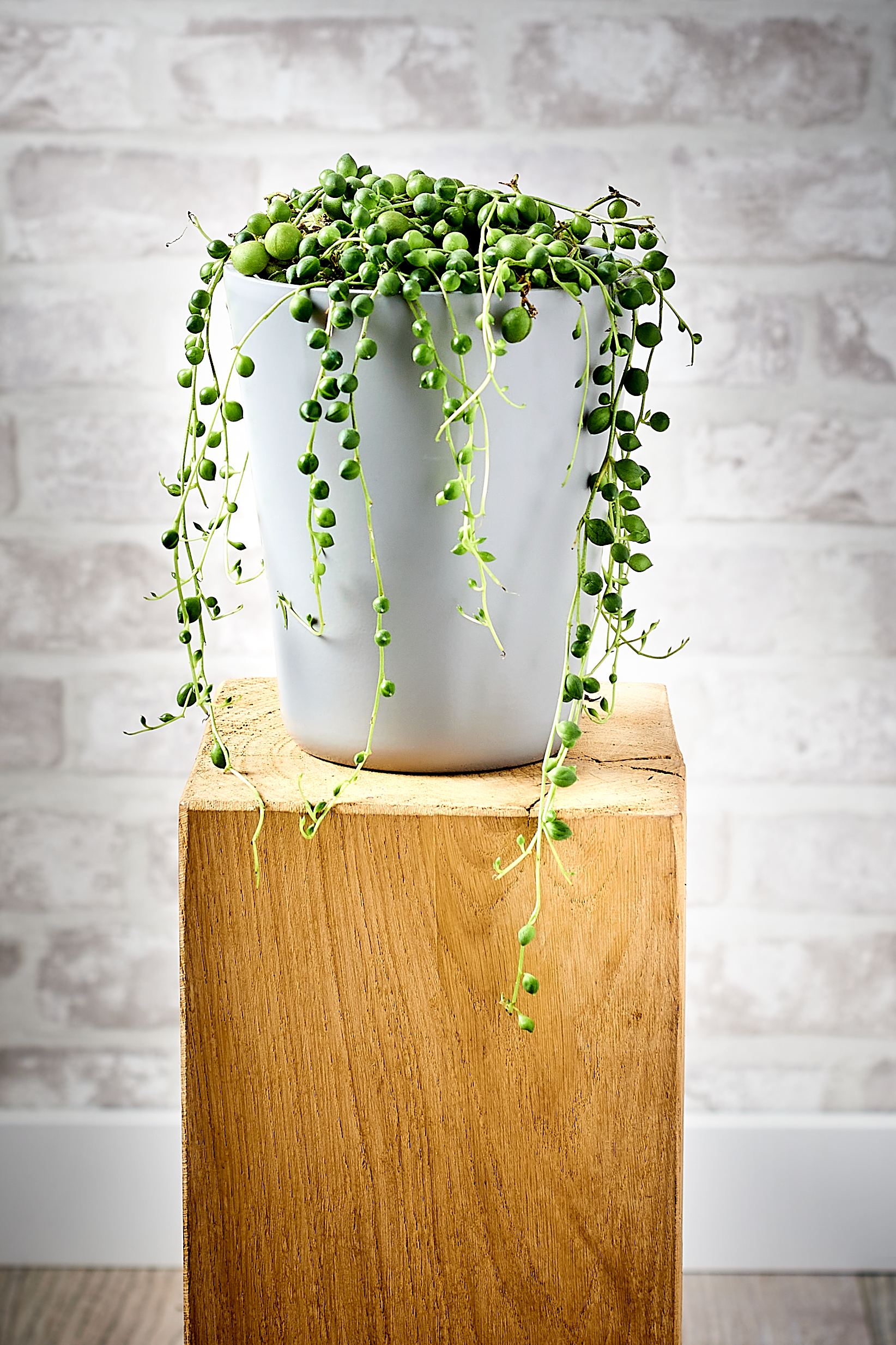 Starzec Senecio Rowleyanus 25 cm - 2