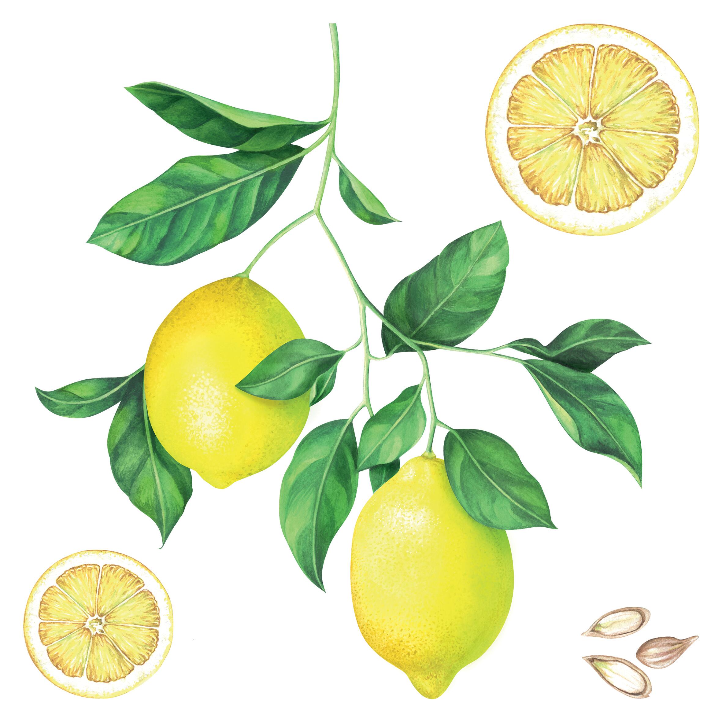 Sticker Lemons 31x31 cm multicolore, confezione da 2 fogli - 3