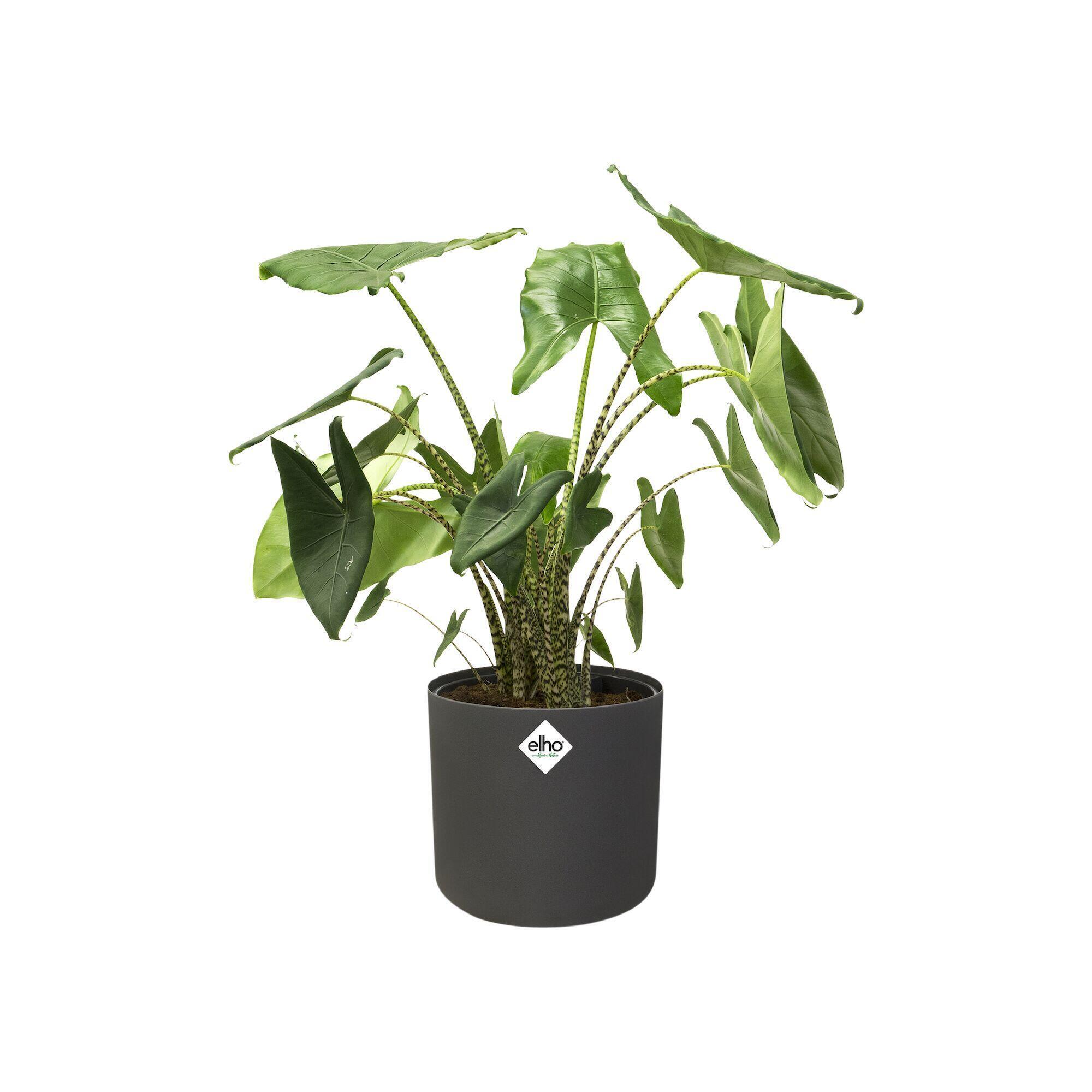 Cache-pot plastique ELHO Diam.16 L.16 x l.16 x H.14.9 cm anthracite - 8