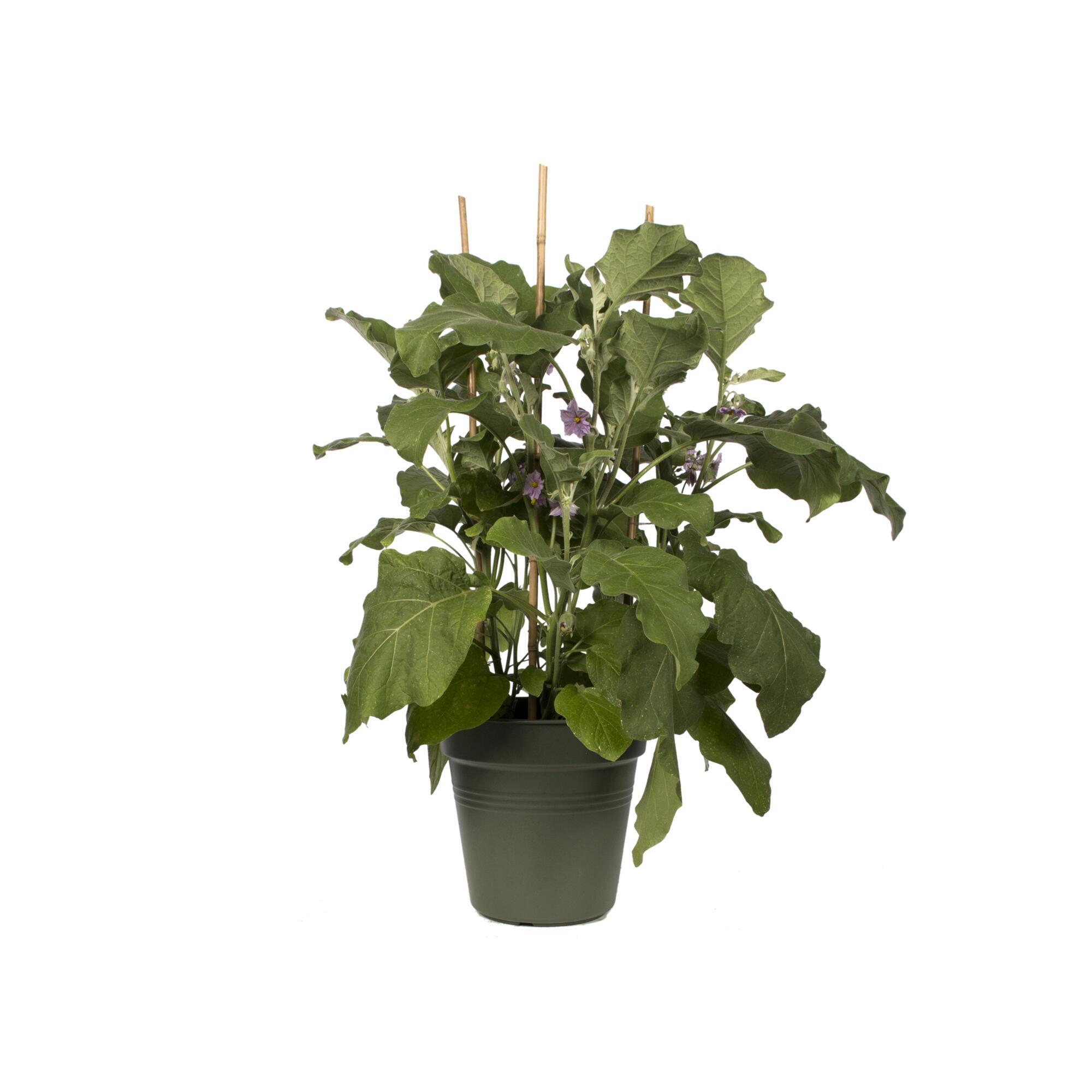 GREEN BASICS POT DE CULTURE 21CM LEAF GREEN - 4
