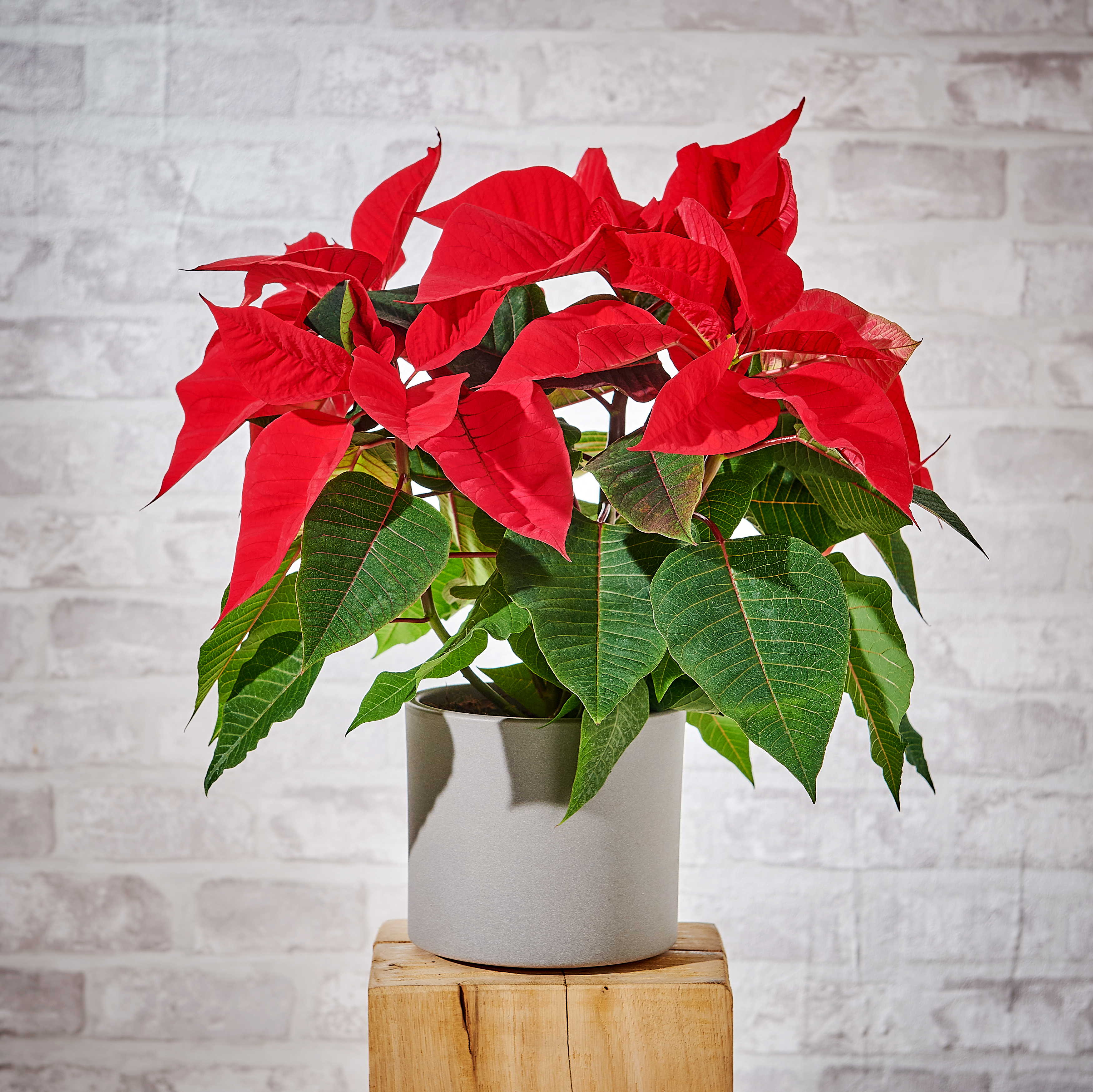 Poinsecja czerwona 40 cm gwiazda betlejemska 4-6 pędów - 2