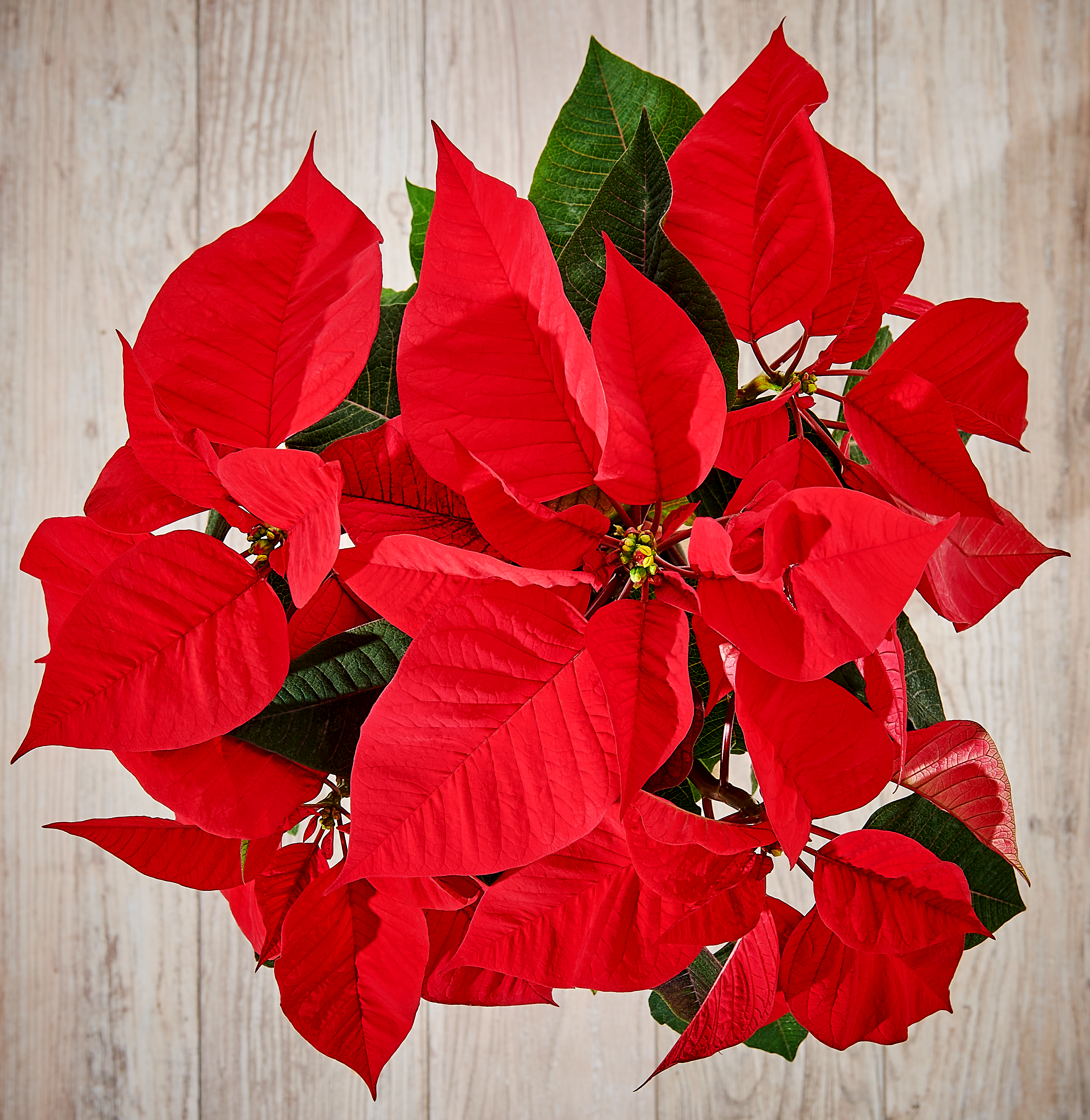 Poinsecja czerwona 40 cm gwiazda betlejemska 4-6 pędów - 13