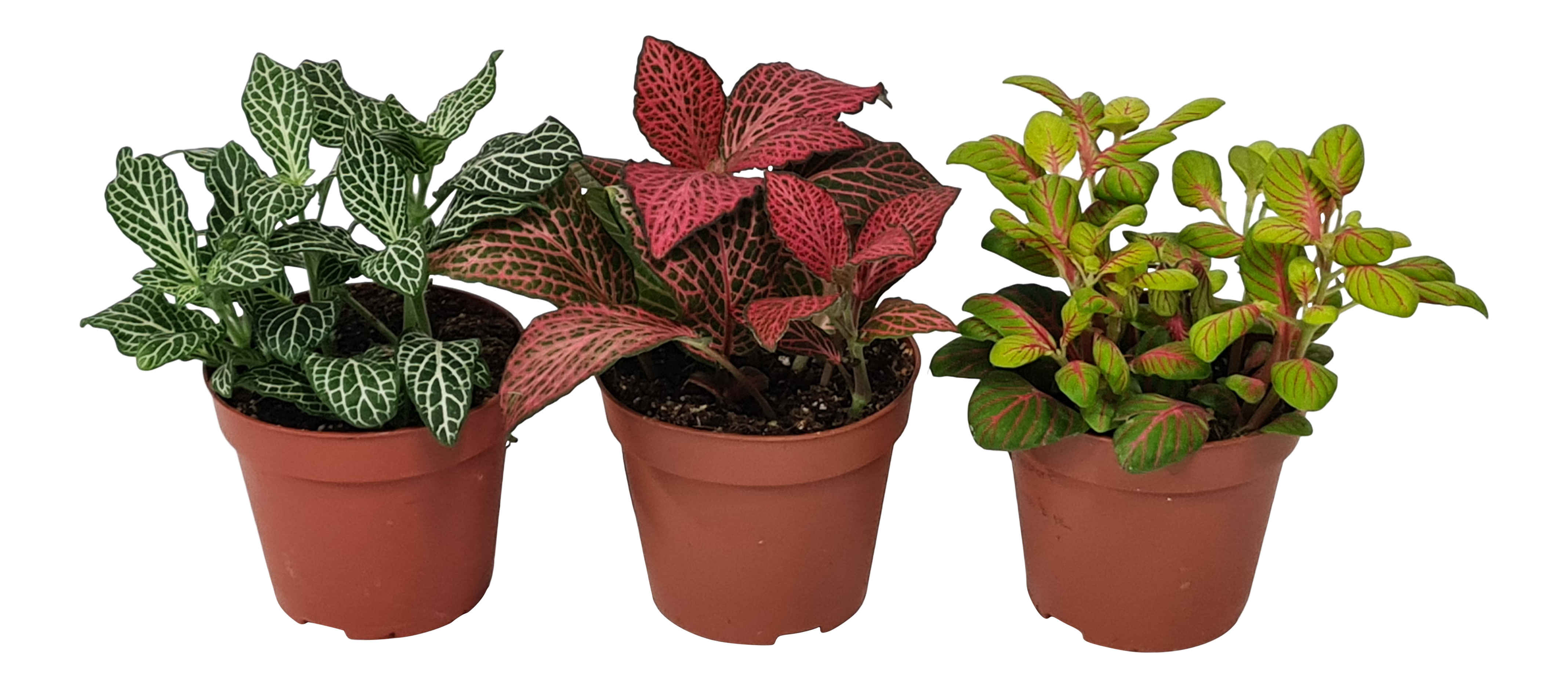 Fitonia mix 10 cm