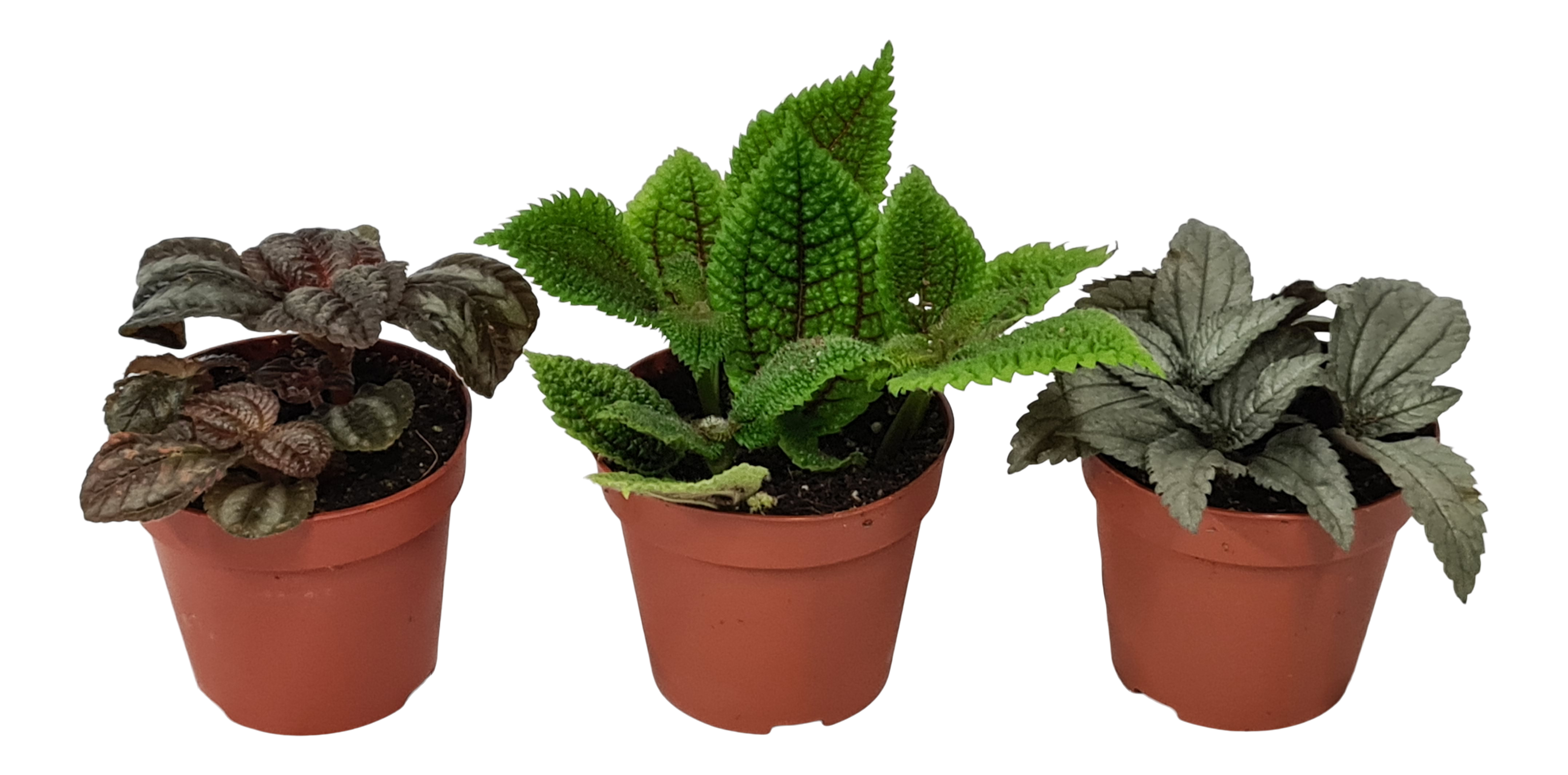 Pilea mix 10 cm