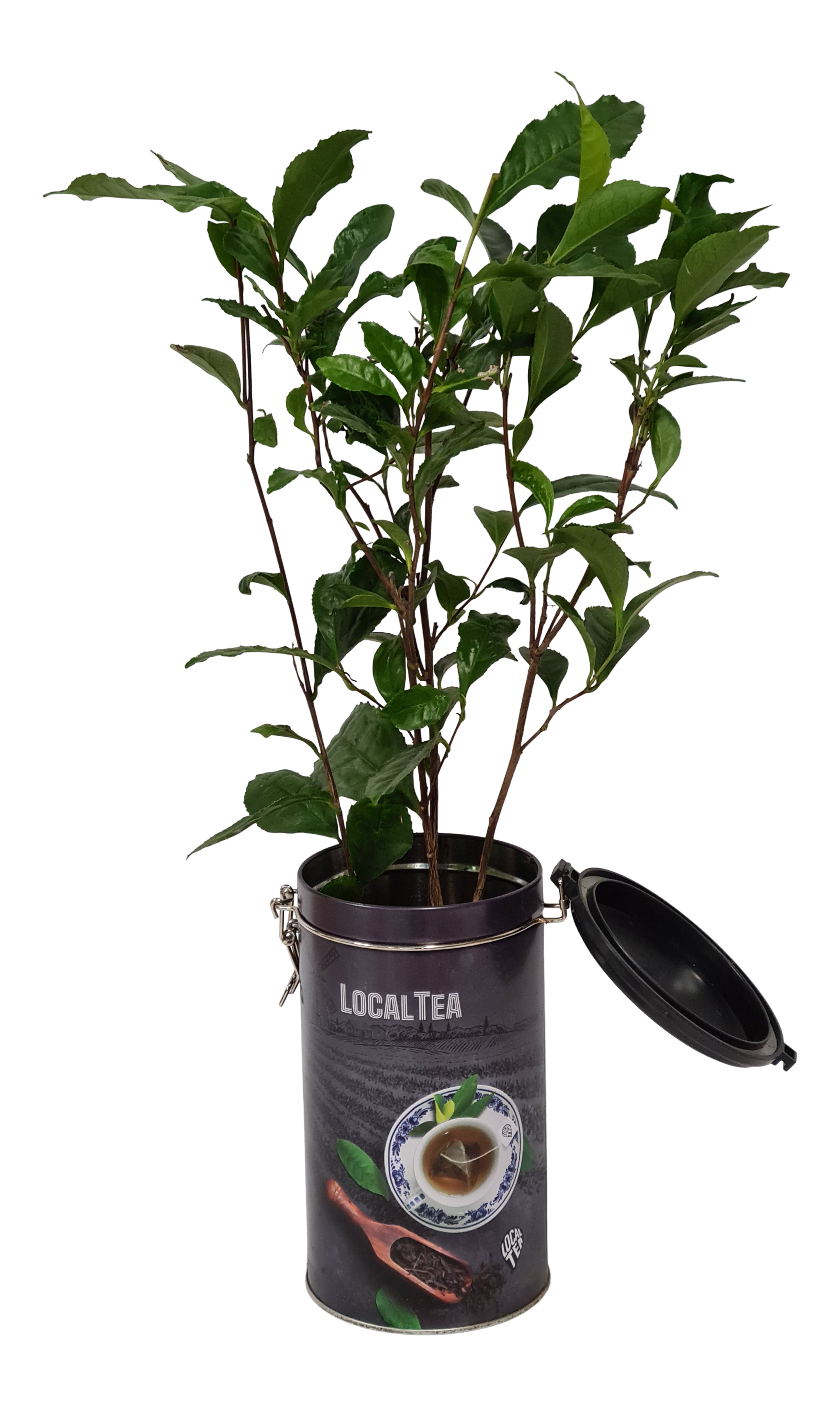 Kamelia Sinensis 45 cm