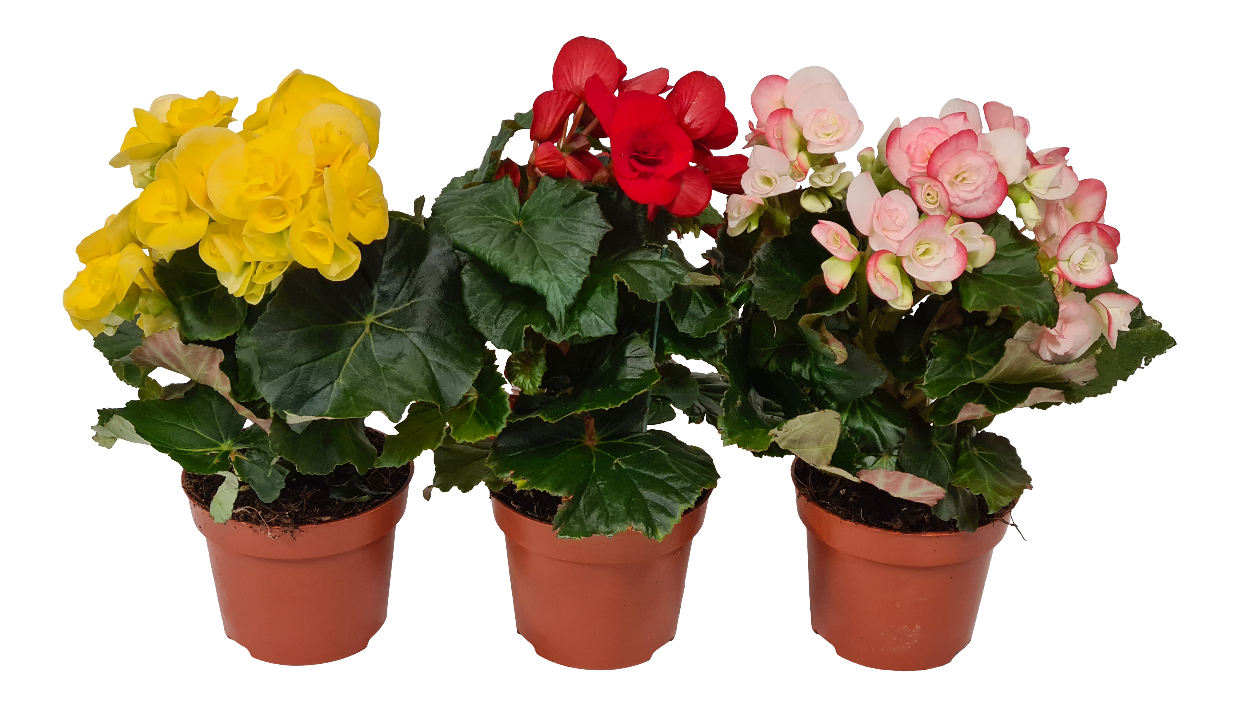 Begonia Sweeties mix 25cm
