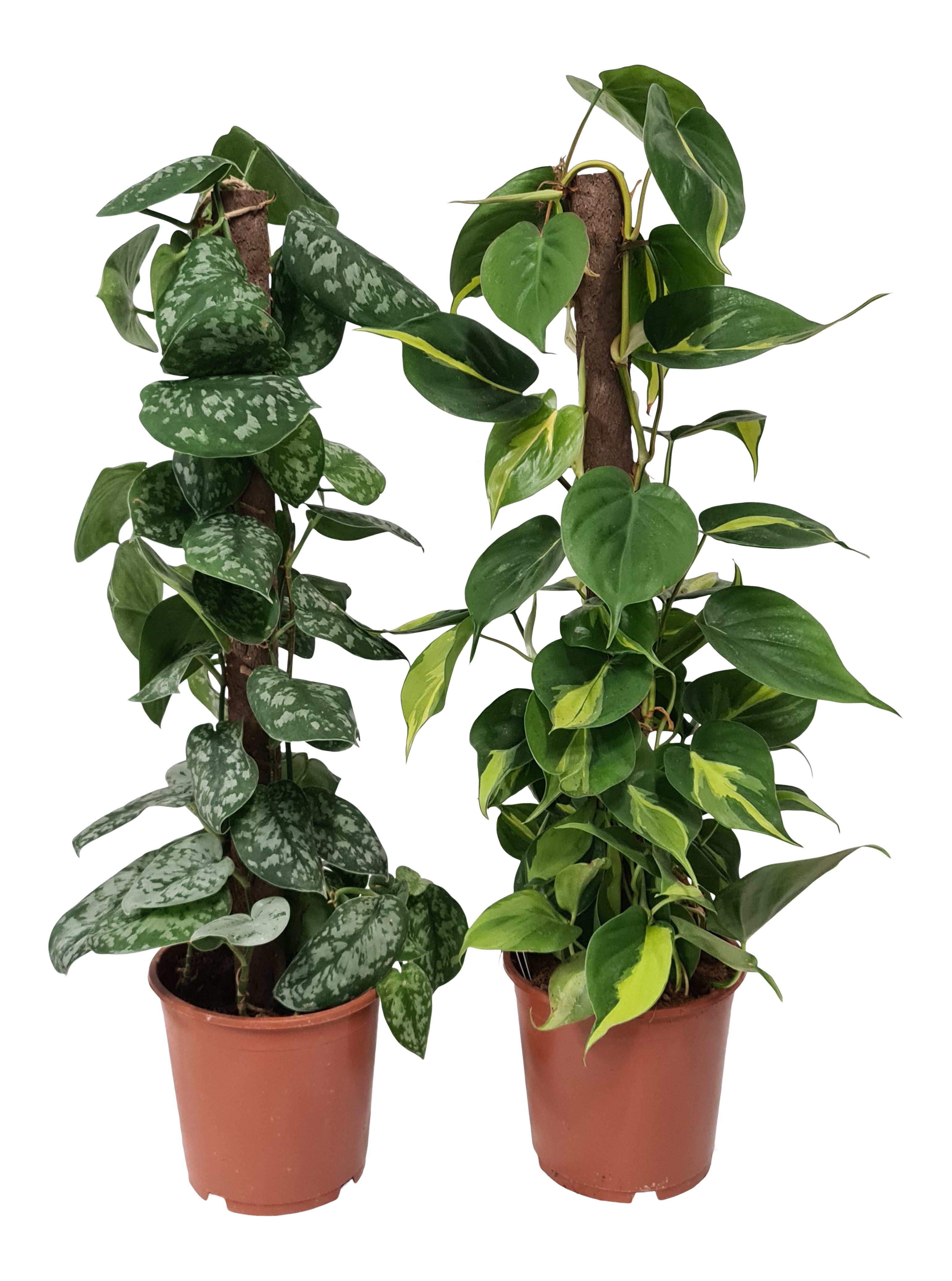 Epipremnum mix Mospole 80 cm