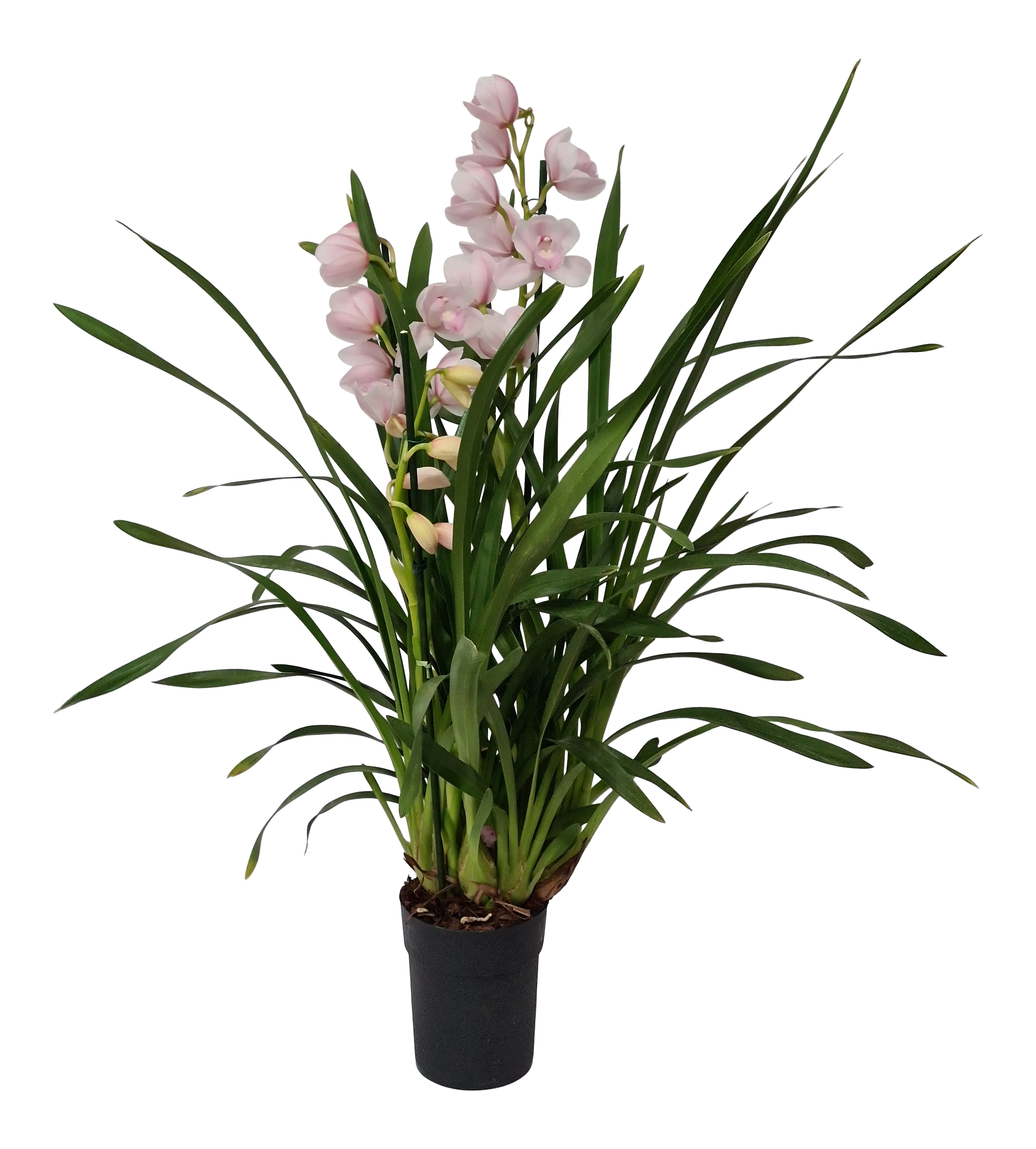 Storczyk Cymbidium Pink 80cm 2 pędy