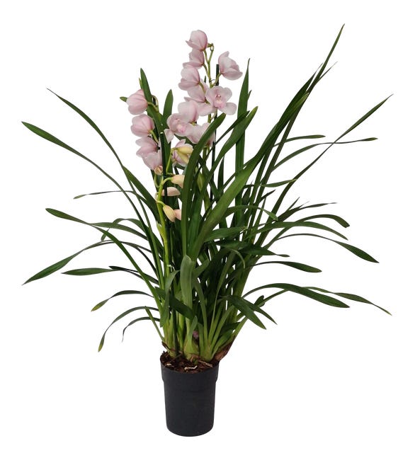 Storczyk cymbidium pink 80cm 2 pedy 86824735