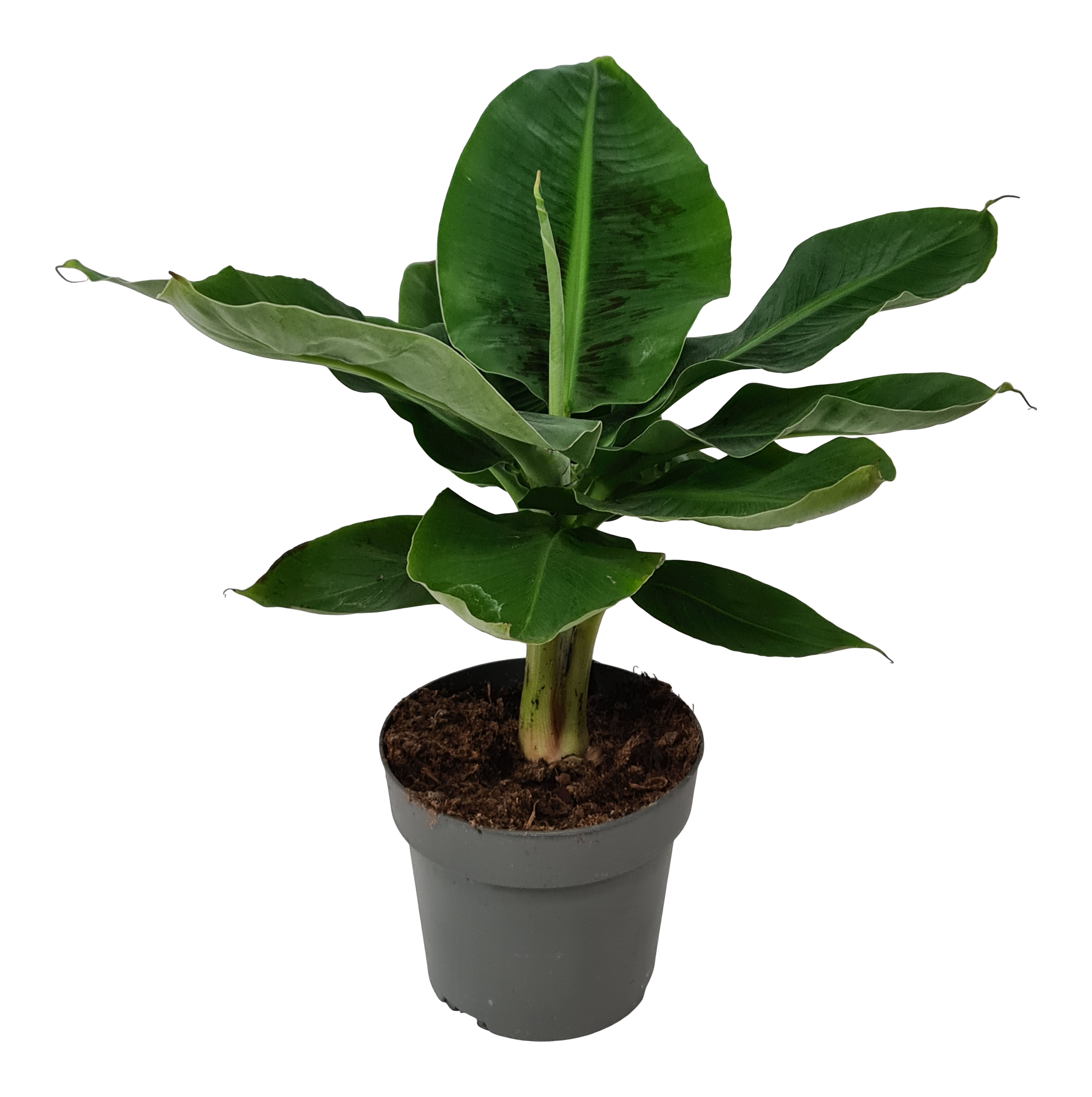 Bananowiec karłowaty Musa 60 cm