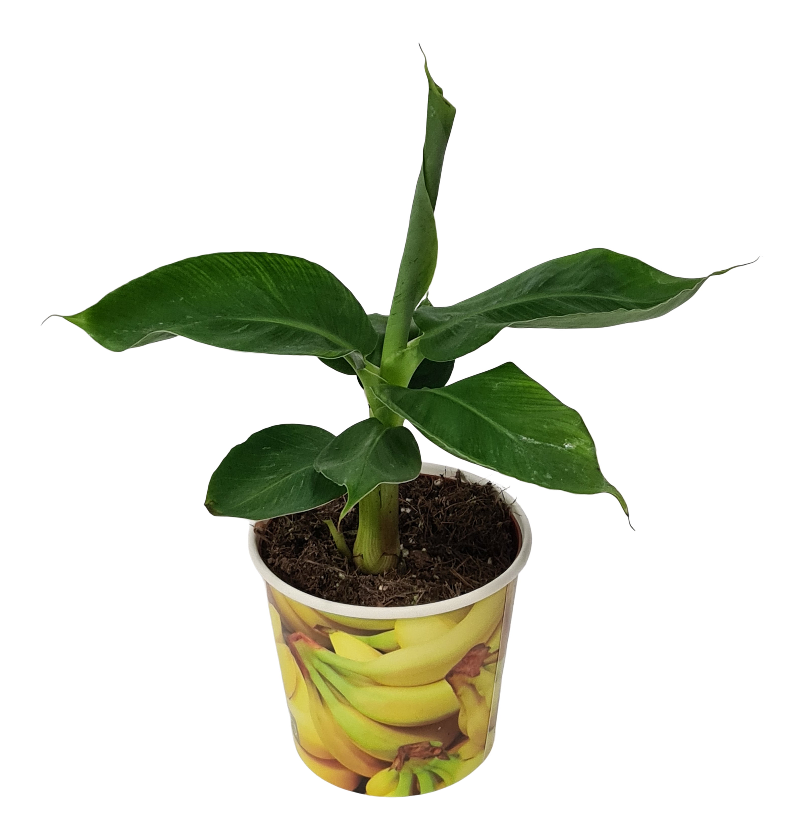 Bananowiec karłowaty Musa 35 cm