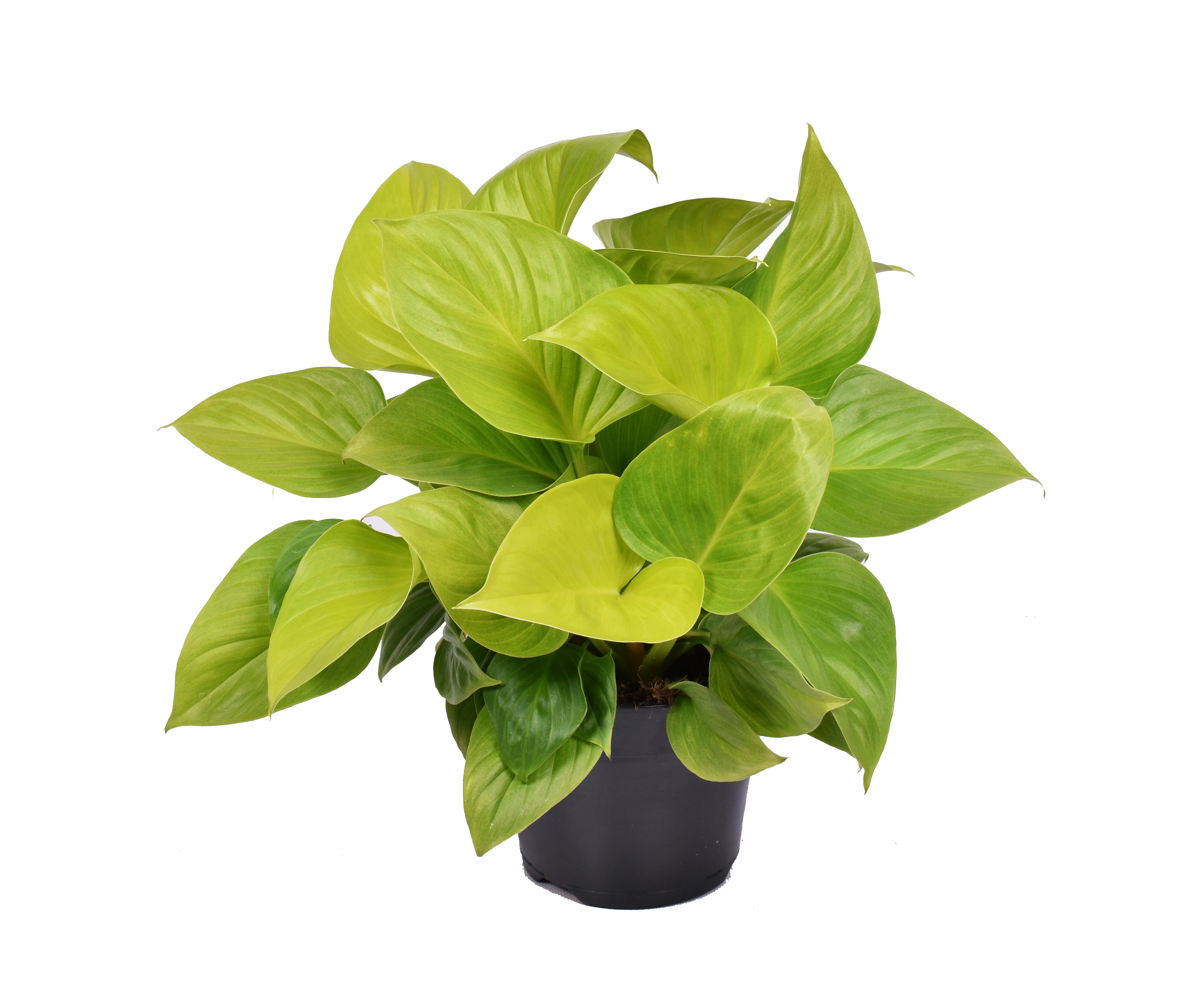 Czermiówka Lemon Lime 35 cm