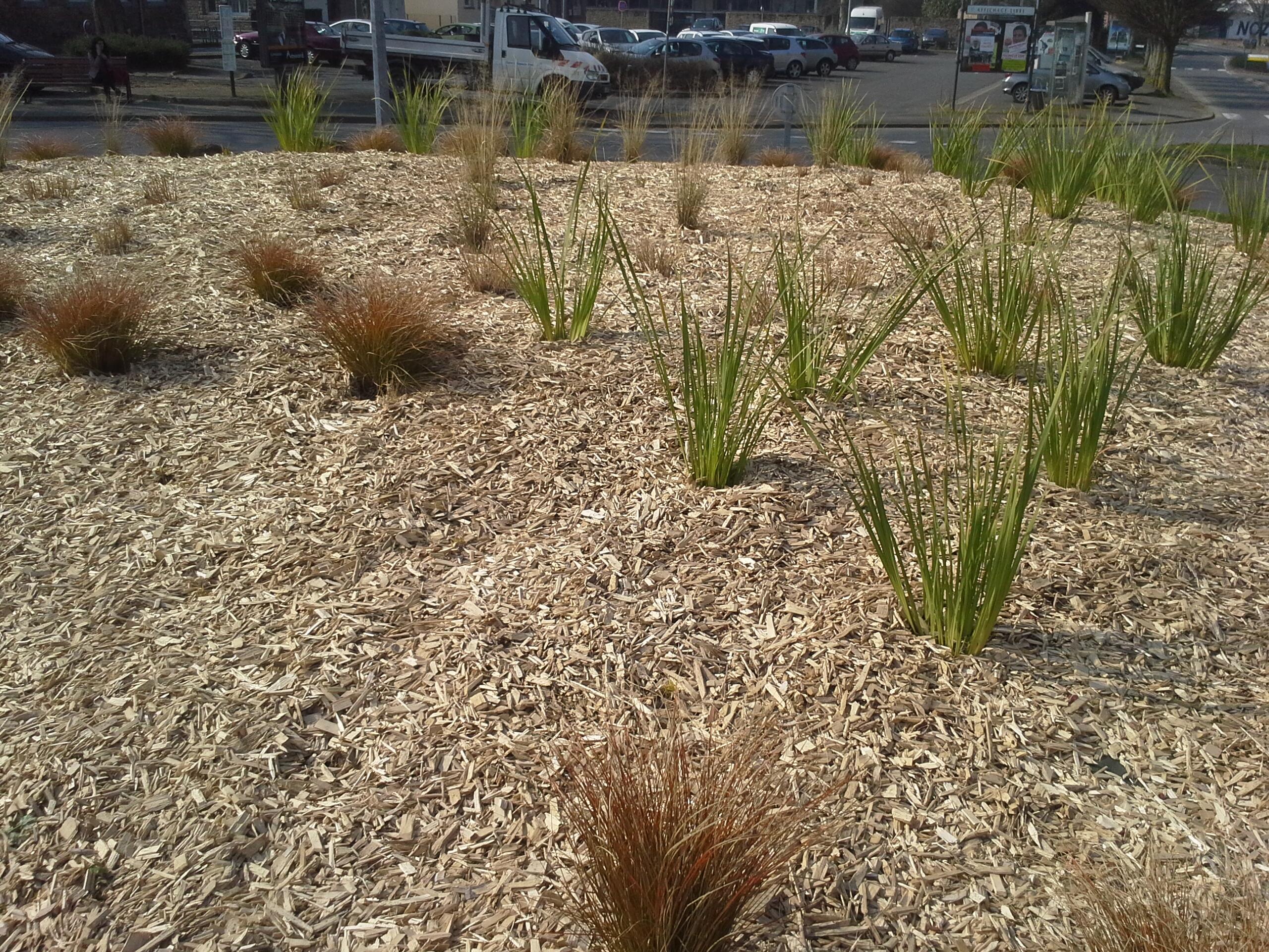 Copeaux Peuplier | Leroy Merlin