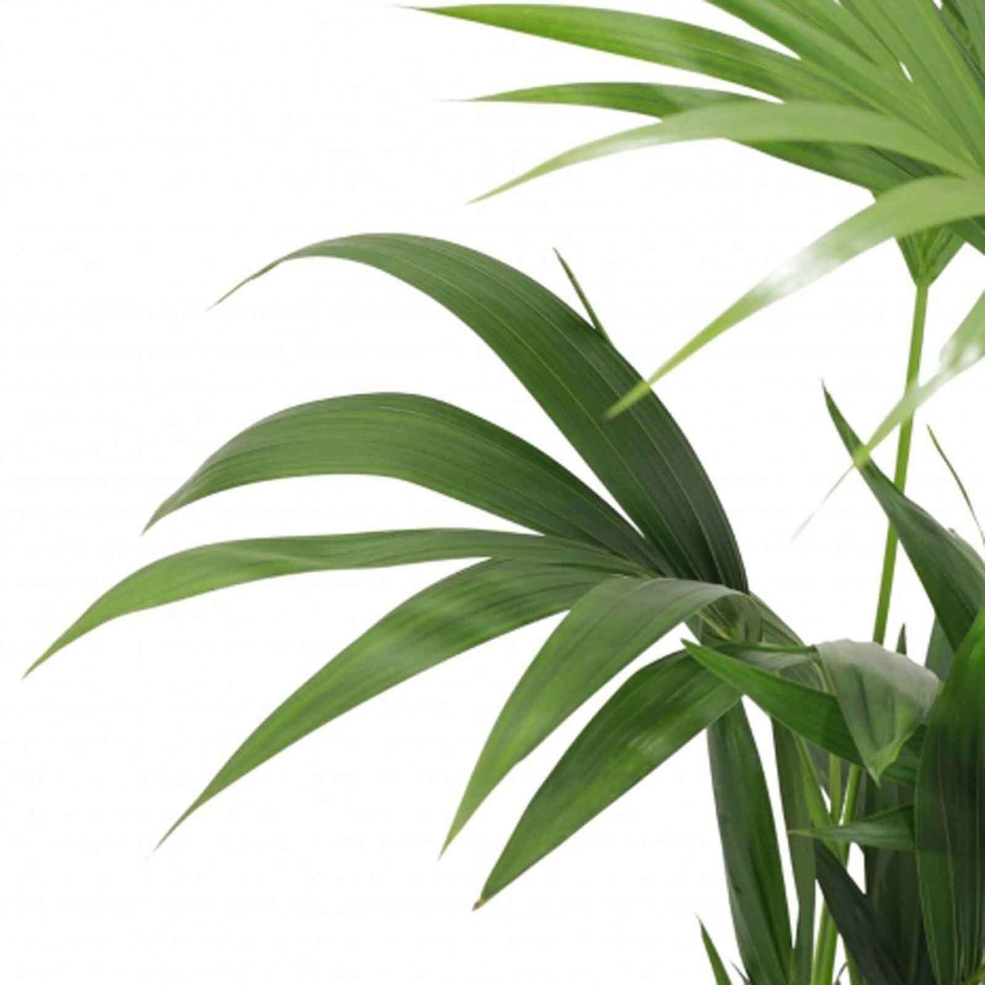 Planta verde Kentia Howea forsteriana 120-130 cm en maceta de 24 cm - 4