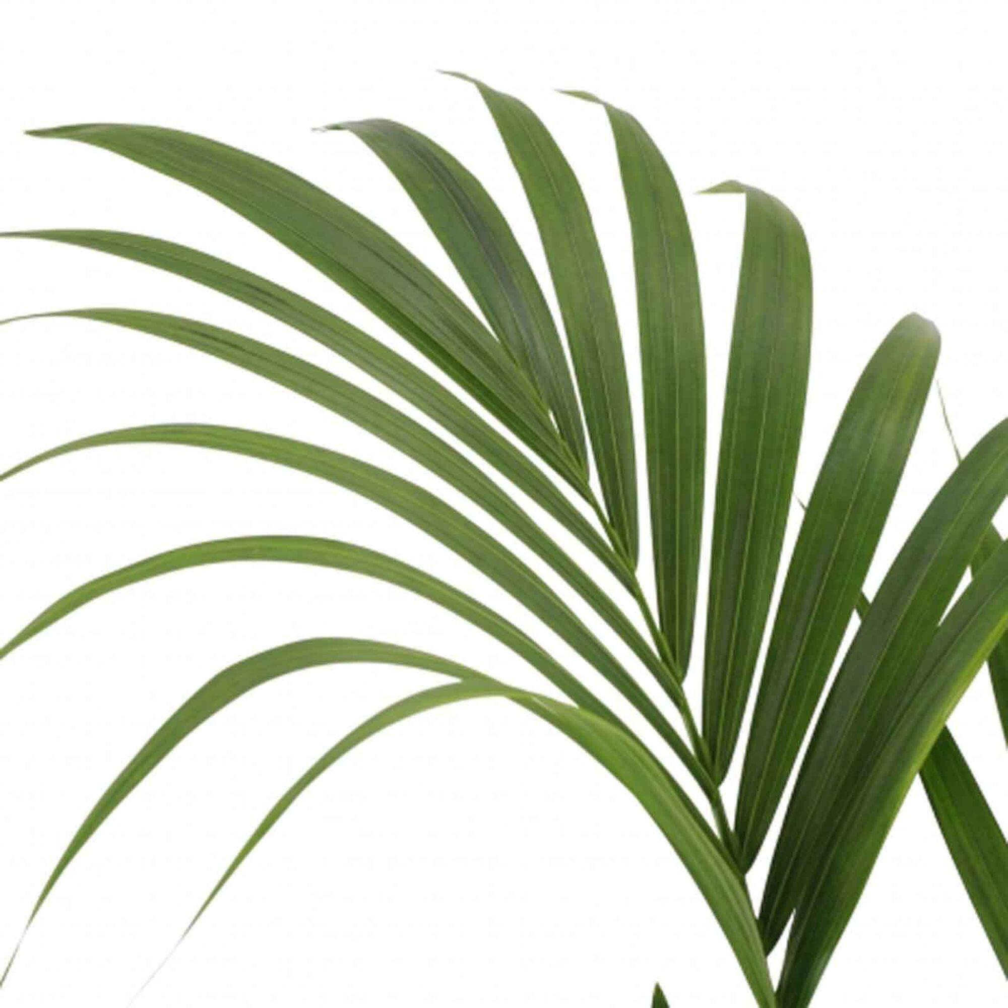 Planta verde Kentia Howea forsteriana 120-130 cm en maceta de 24 cm - 3