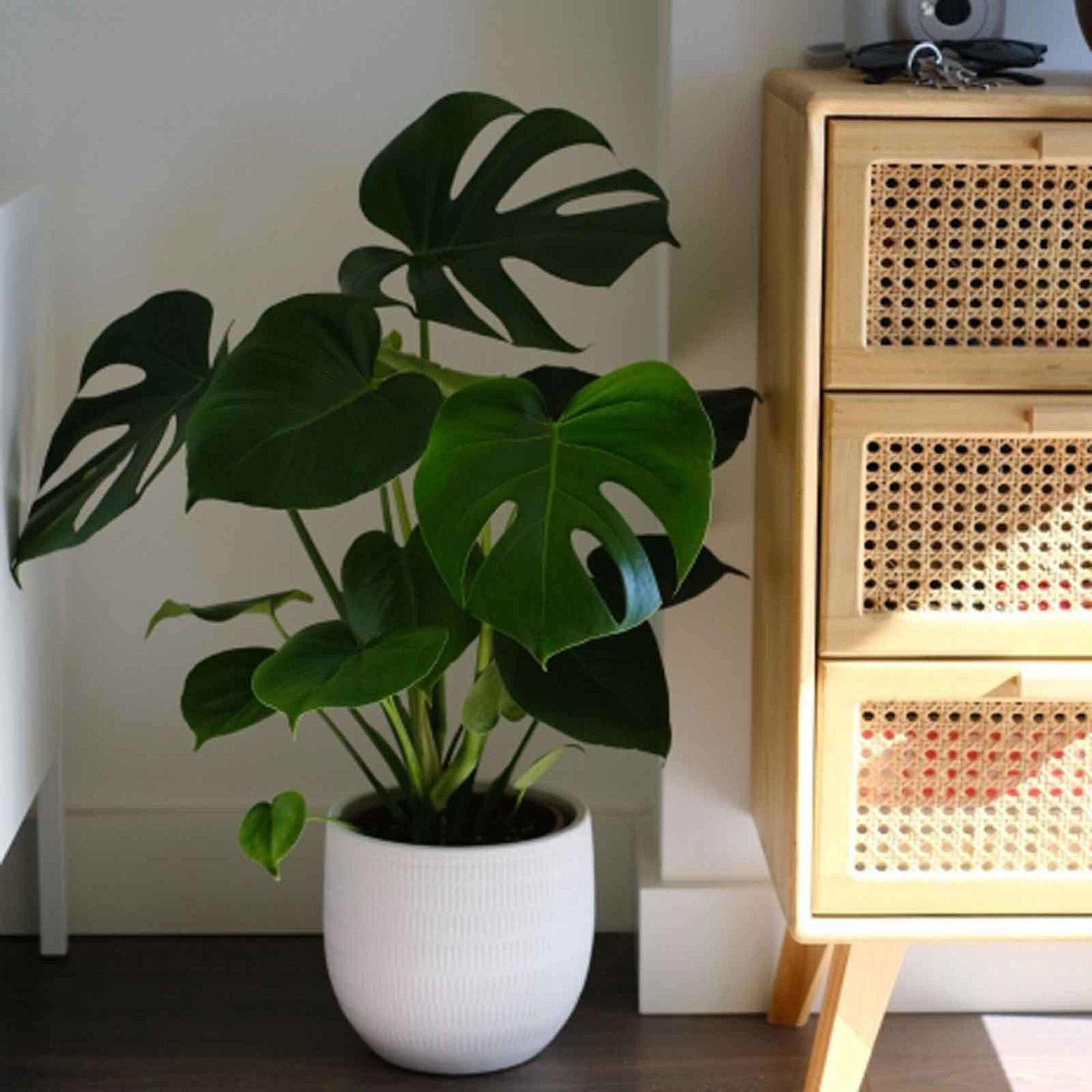 Planta verde Monstera deliciosa 110-120 cm en maceta de 24 cm - 2