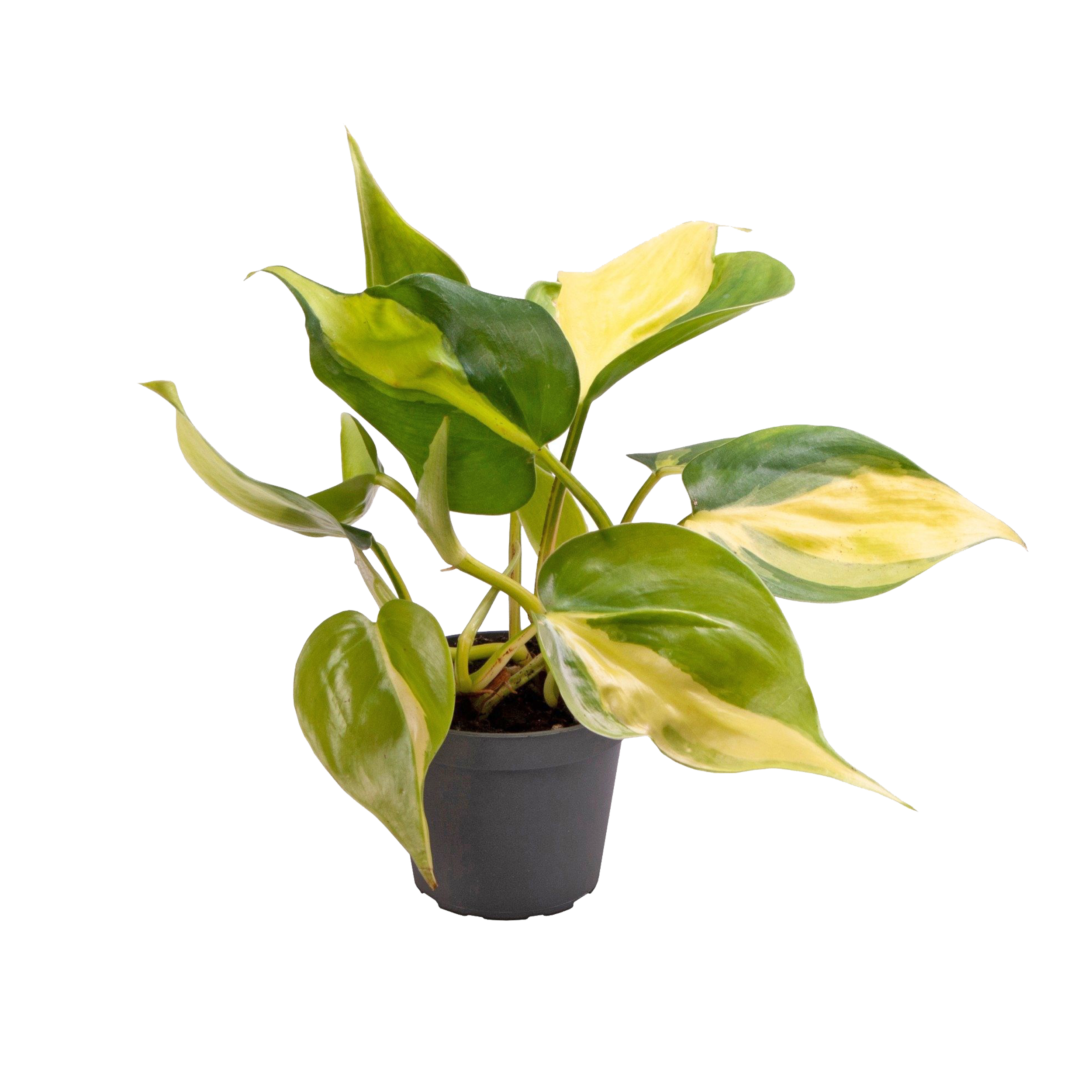 Filodendron Brasil 15 cm