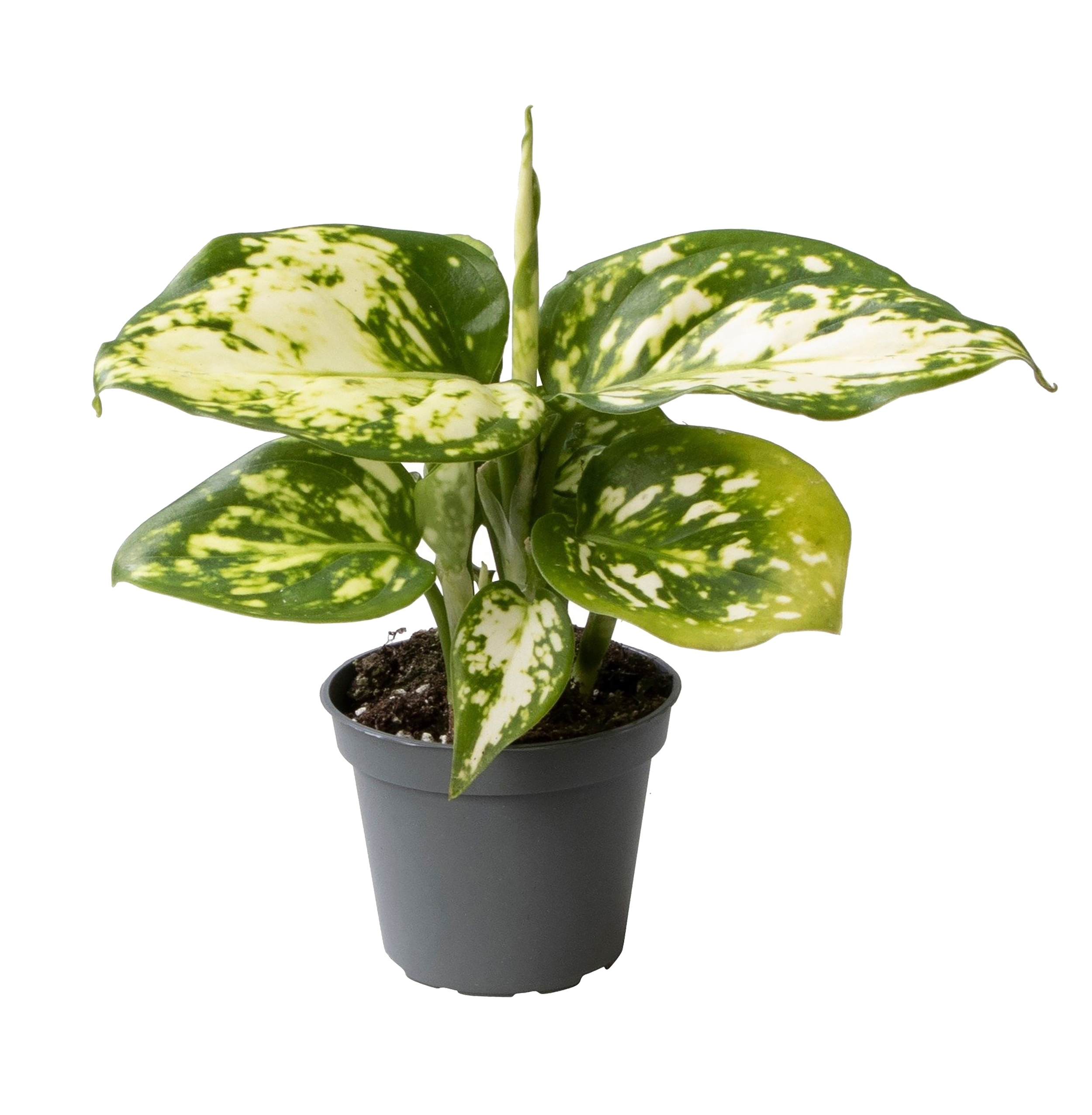 Aglaonema Snowflake 12 cm