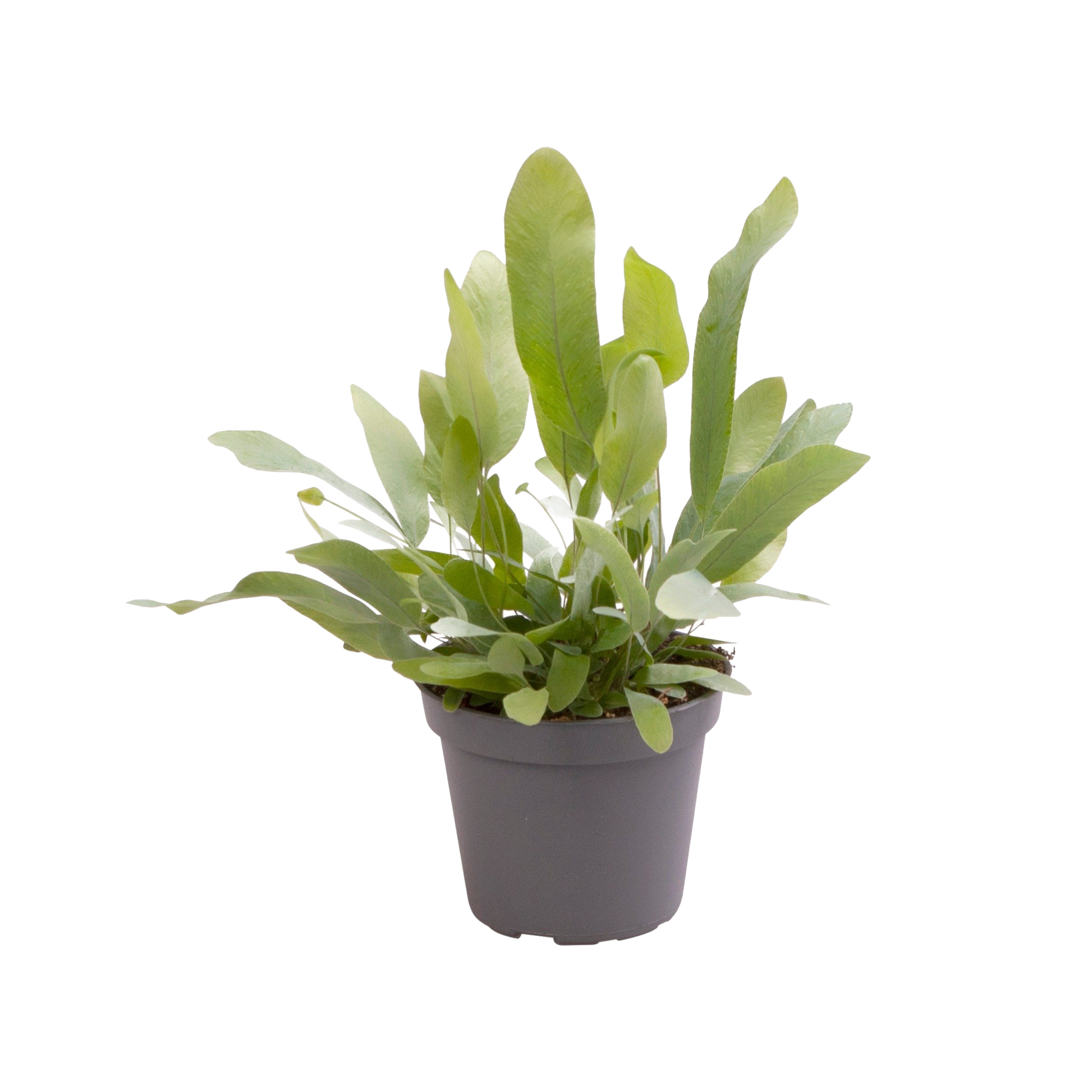 Flebodium aureum Blue Star 8 cm