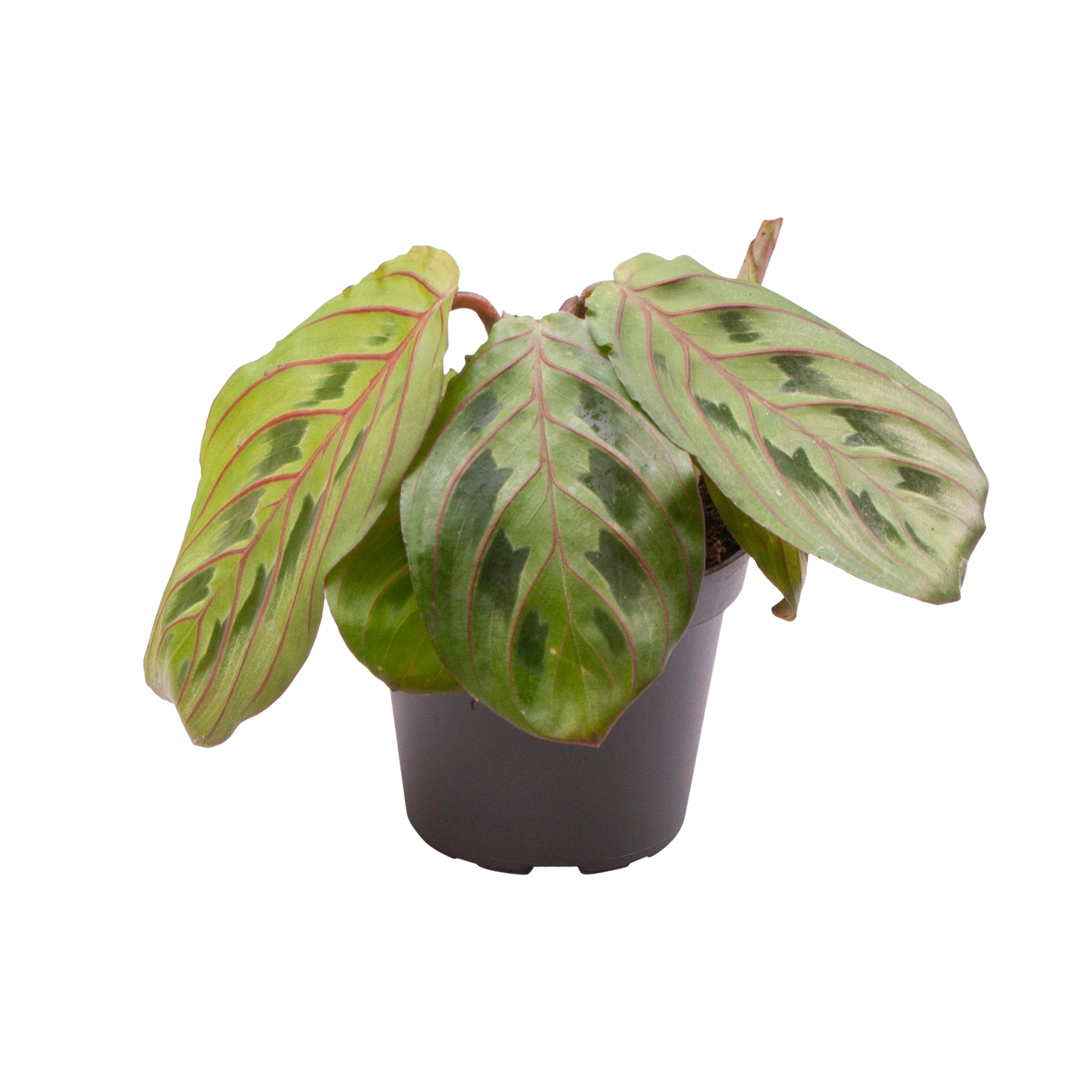 Maranta Red Stripe 20 cm