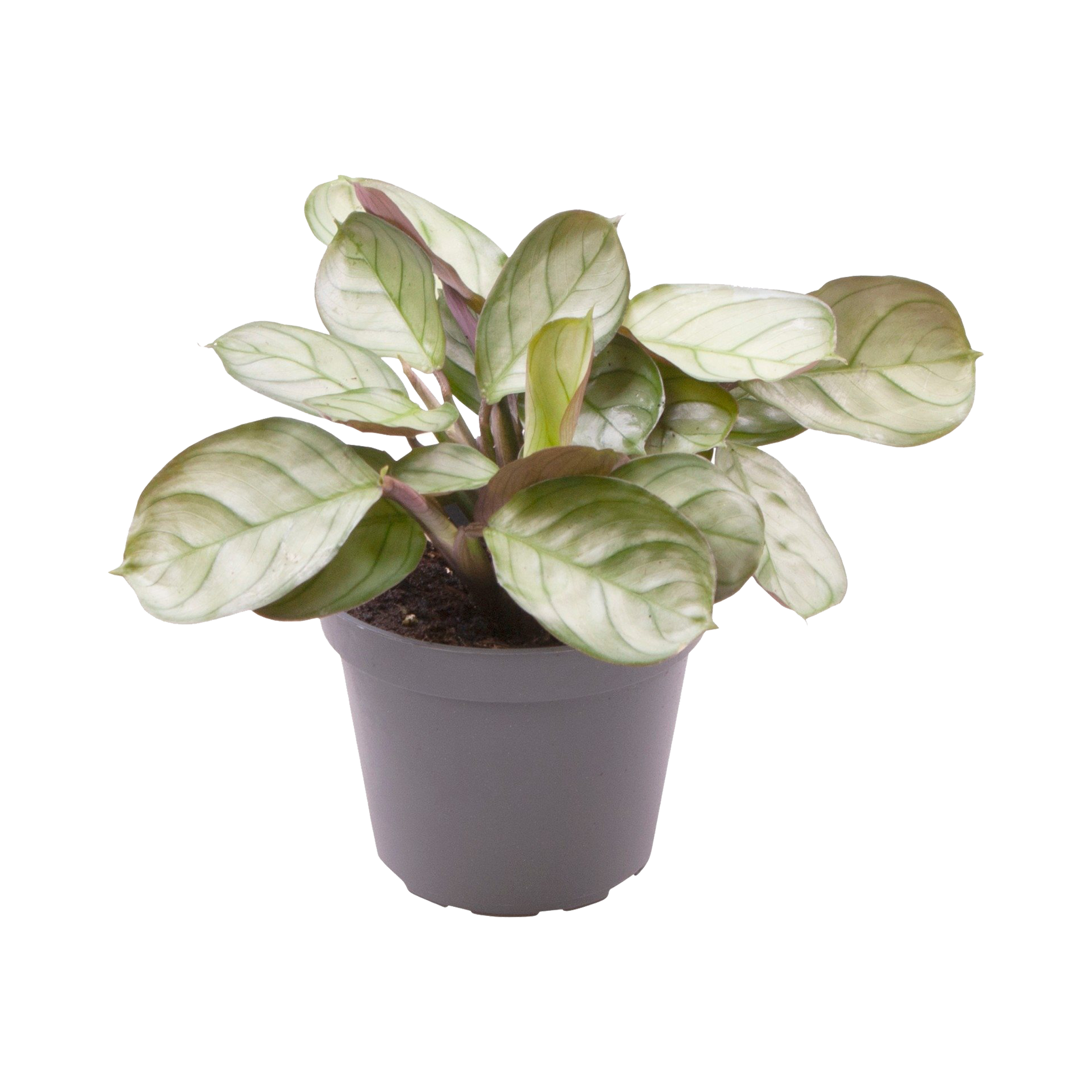 Maranta L. Amabilis Amagris 12 cm