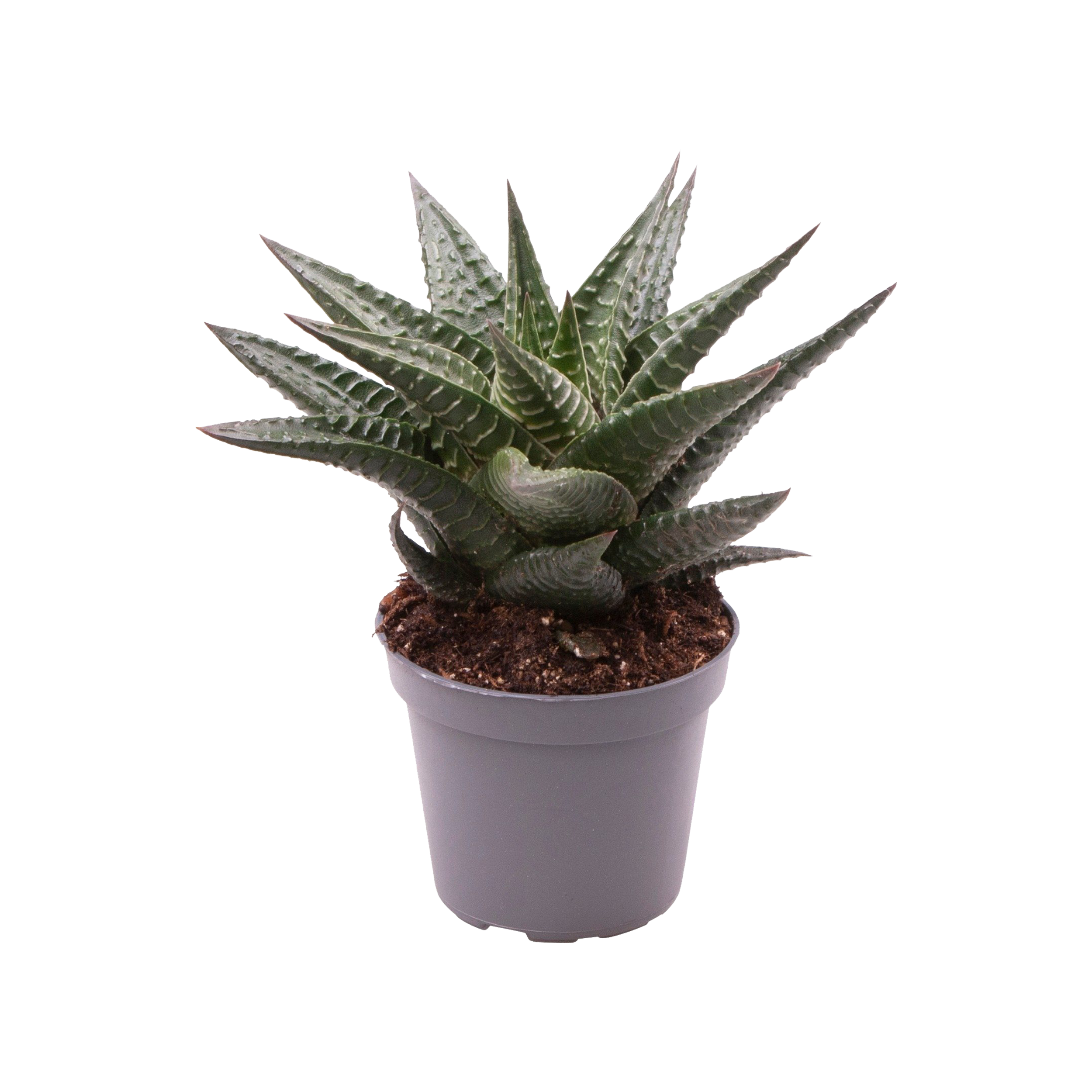 Haworsja Limfolia 10 cm