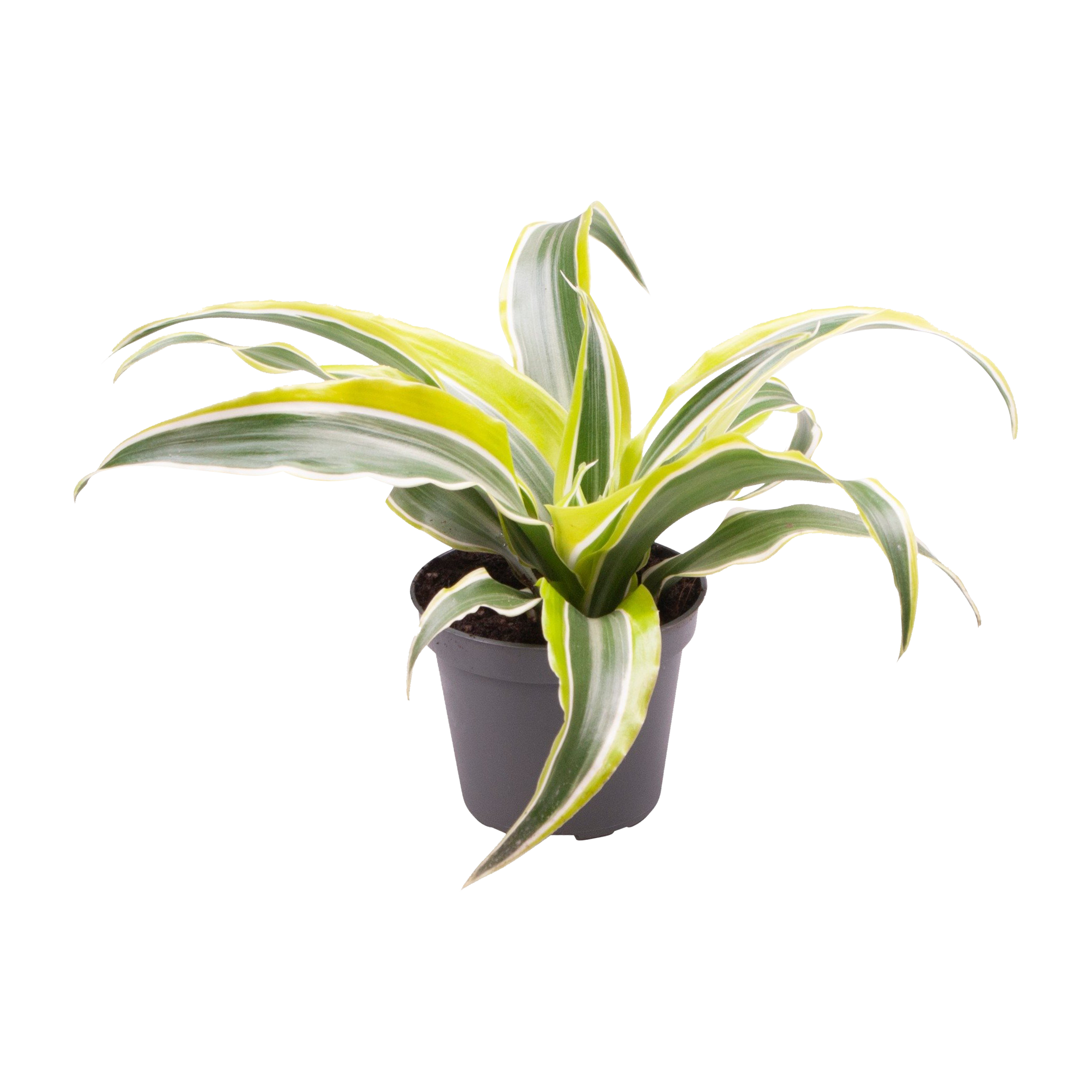 Dracena Lemon Surprise 12 cm