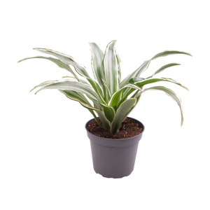 Dracena smocza 15 cm - Leroy Merlin