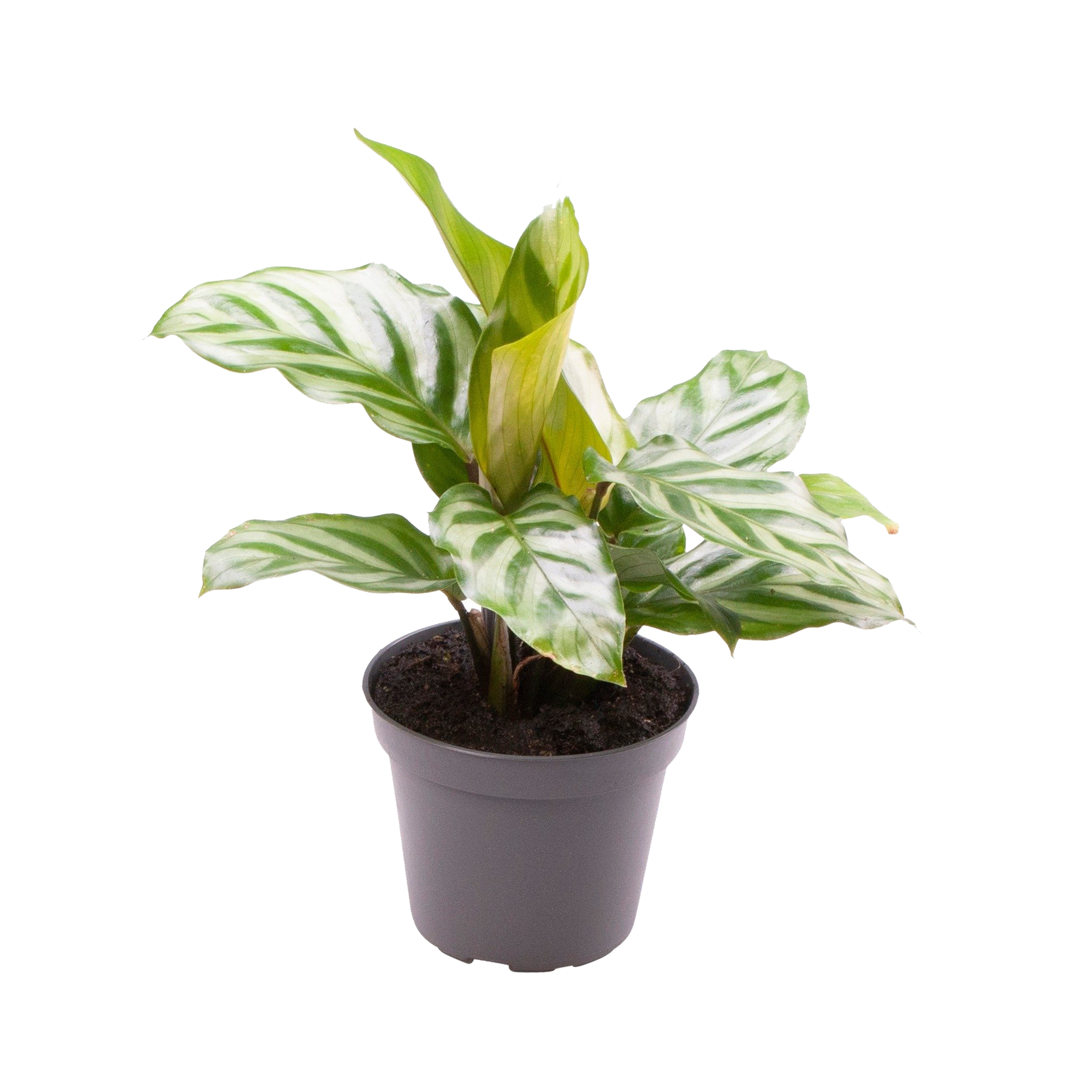 Kalatea Freddie 13 cm