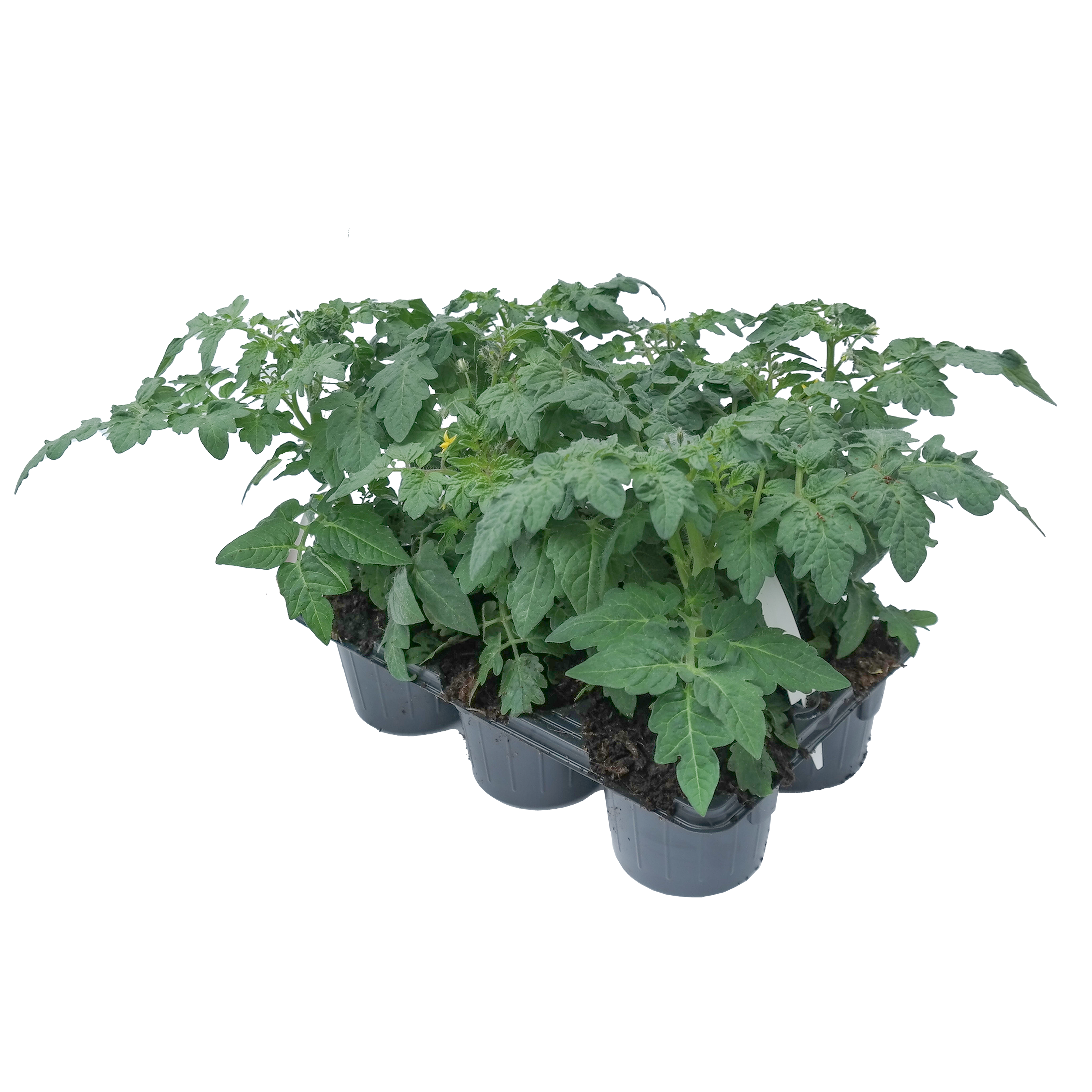 Pomidor koktajlowy 6-pak 20 cm